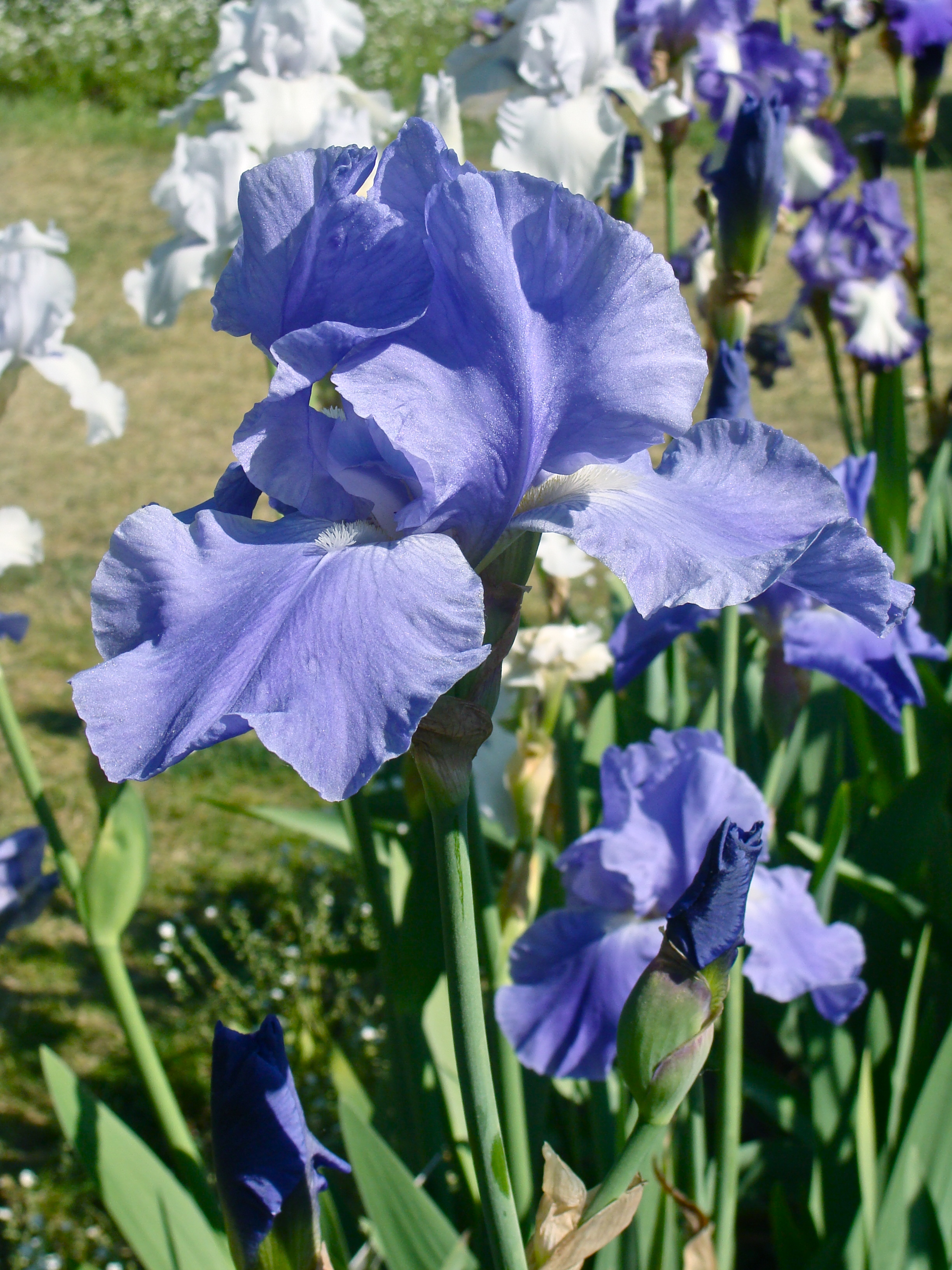 Iris pacific panorama