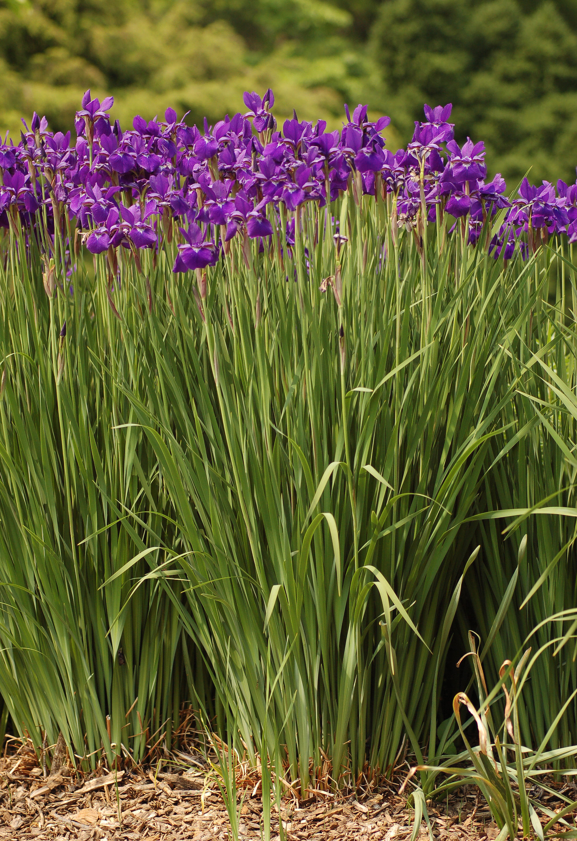 Iris sanguinea, John J Tyler Arboretum, Media, Pennsylvania - 20070526