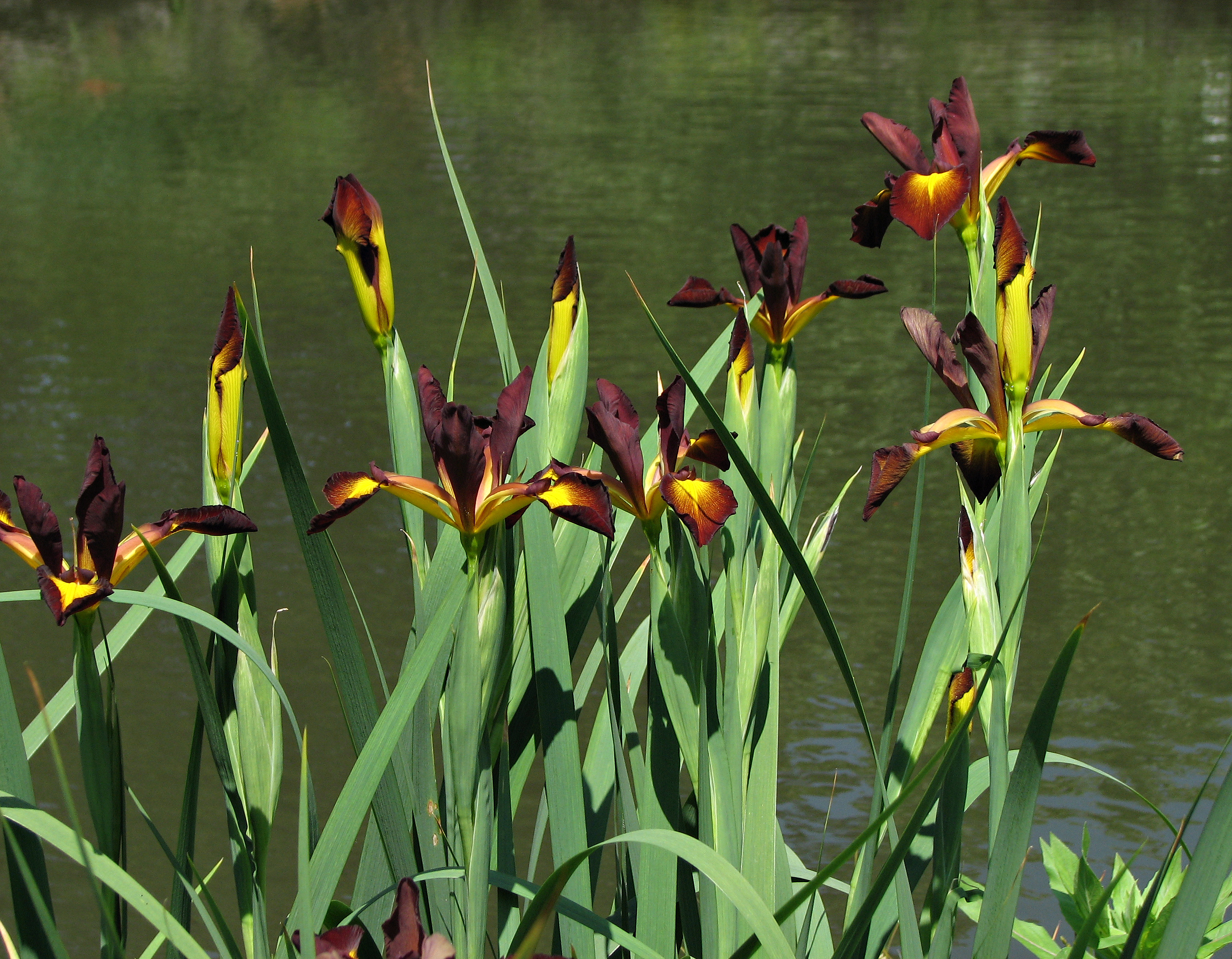 Iris spuria 'Cinnabar Red' (1999-352-B) Plants