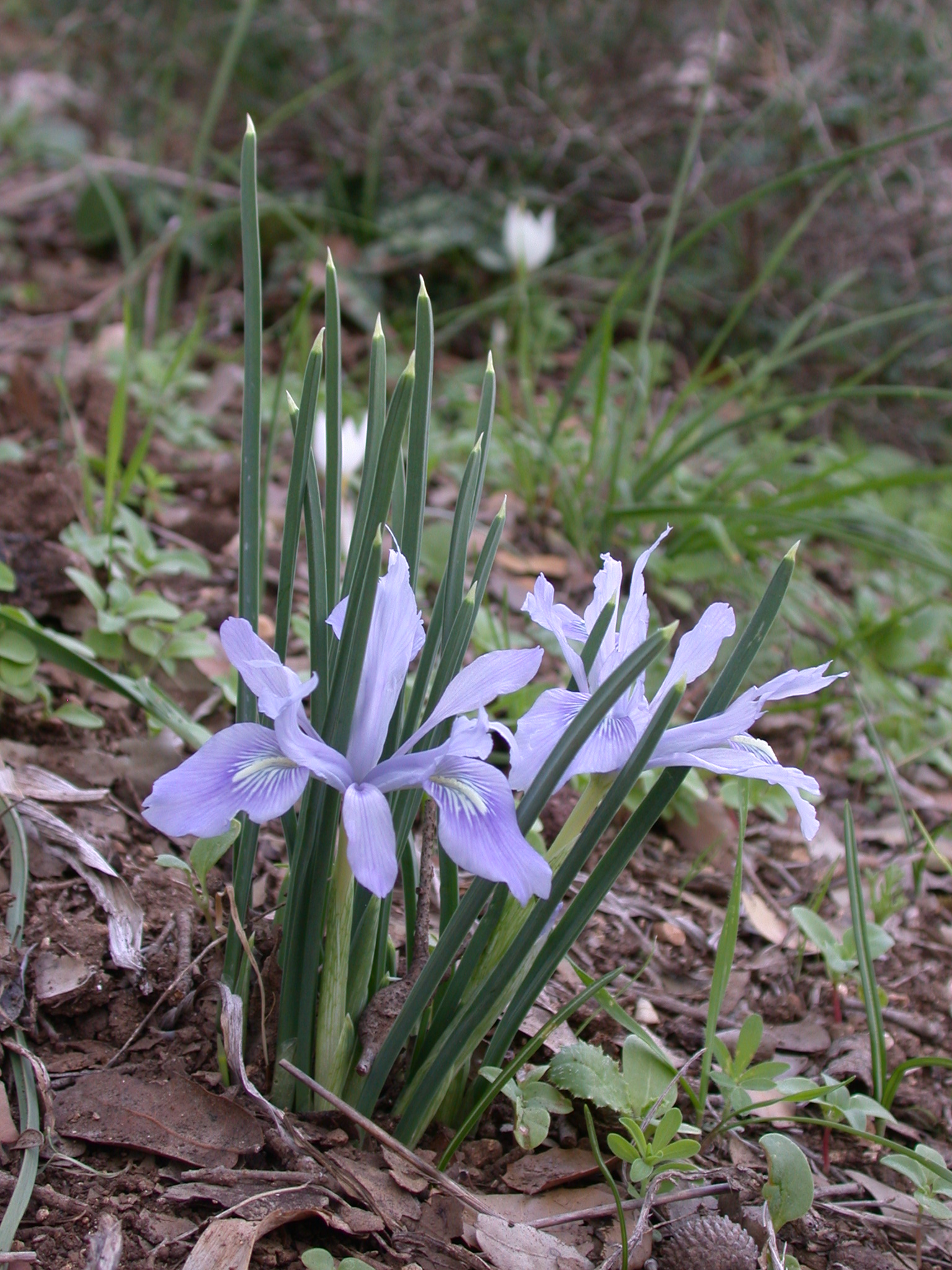 Iris vartanii 1