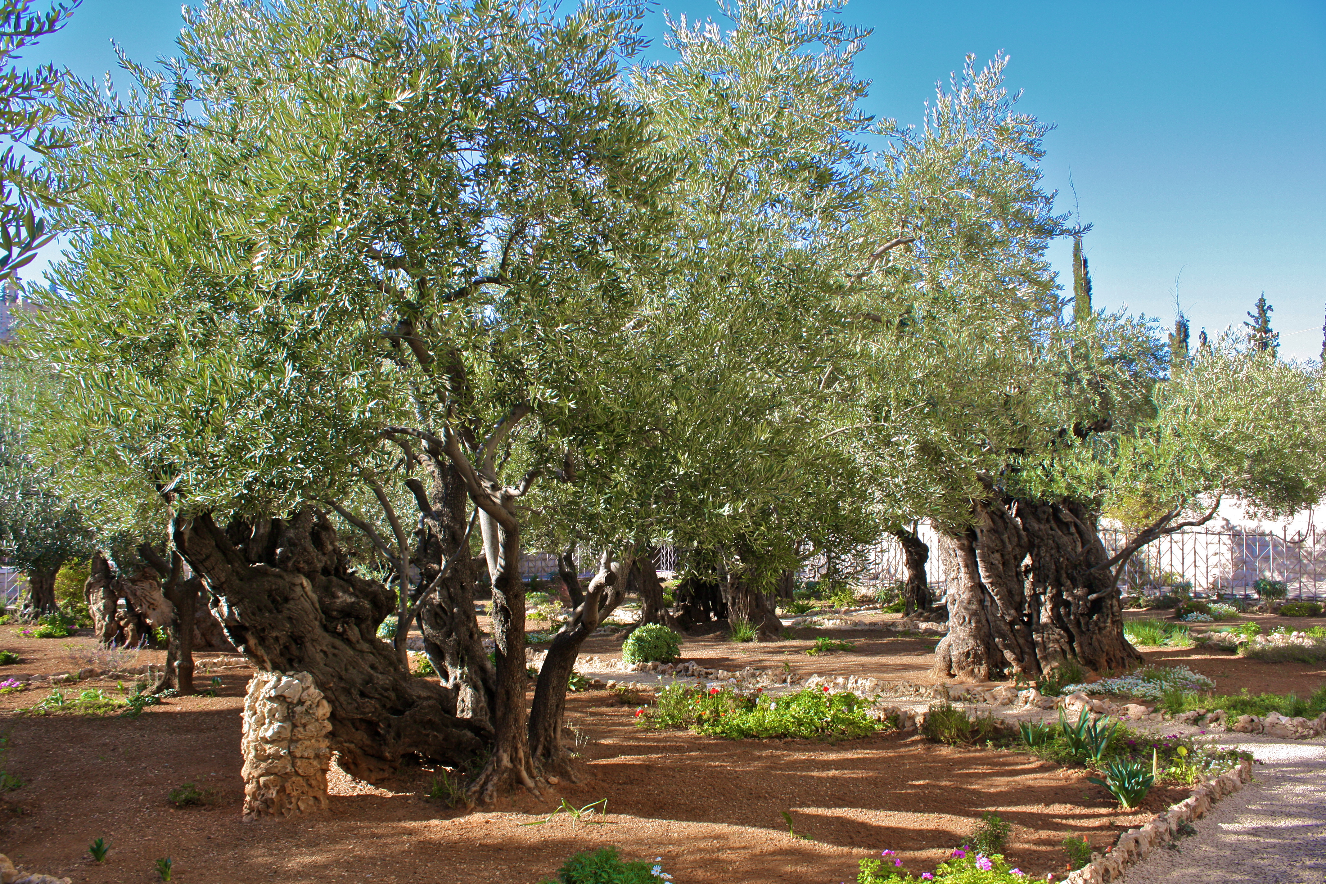 Israel - Jerusalem - Mount of Olives - 11 (4261509247)