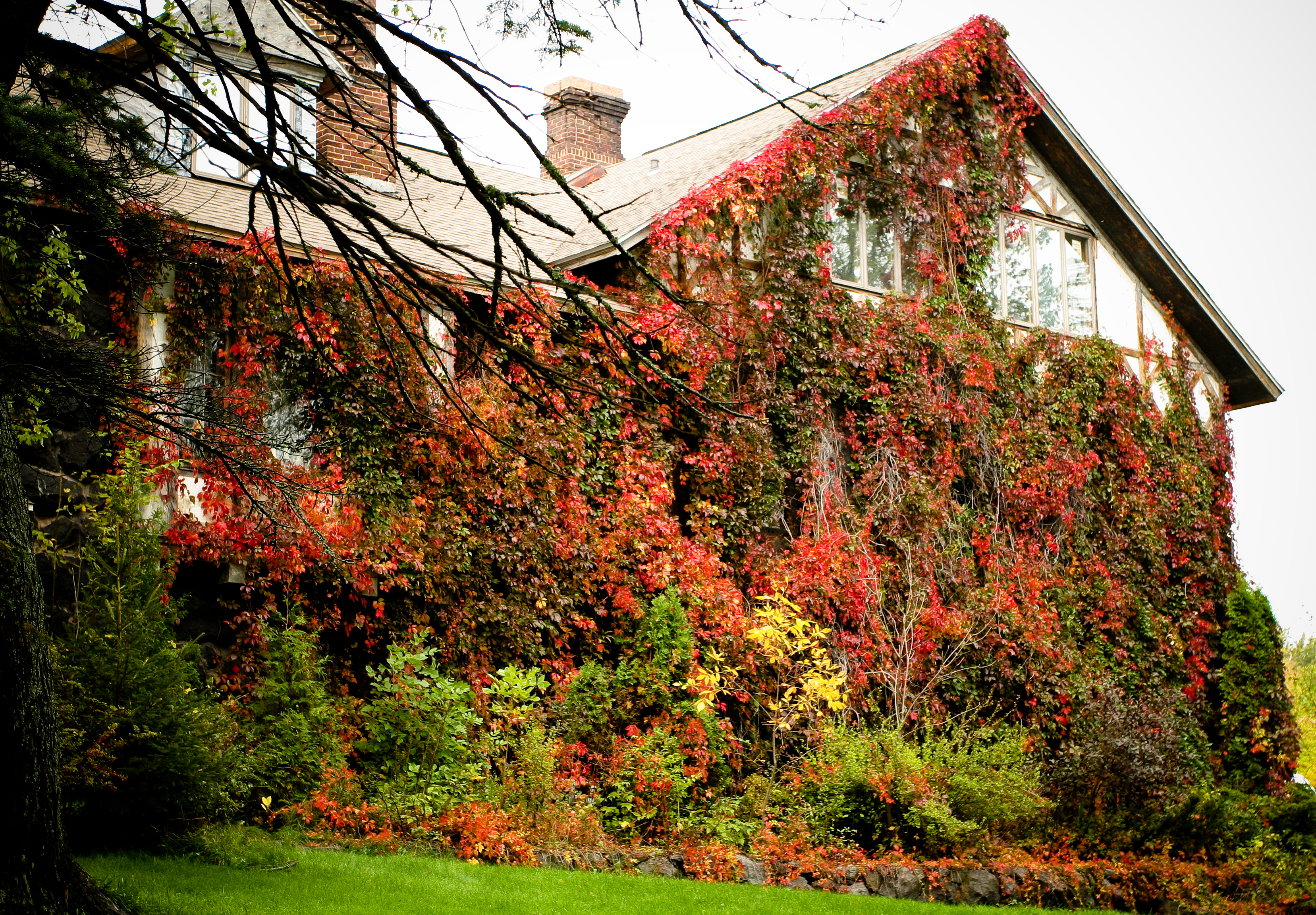 Ivy-Covered House 2 (1514426268)