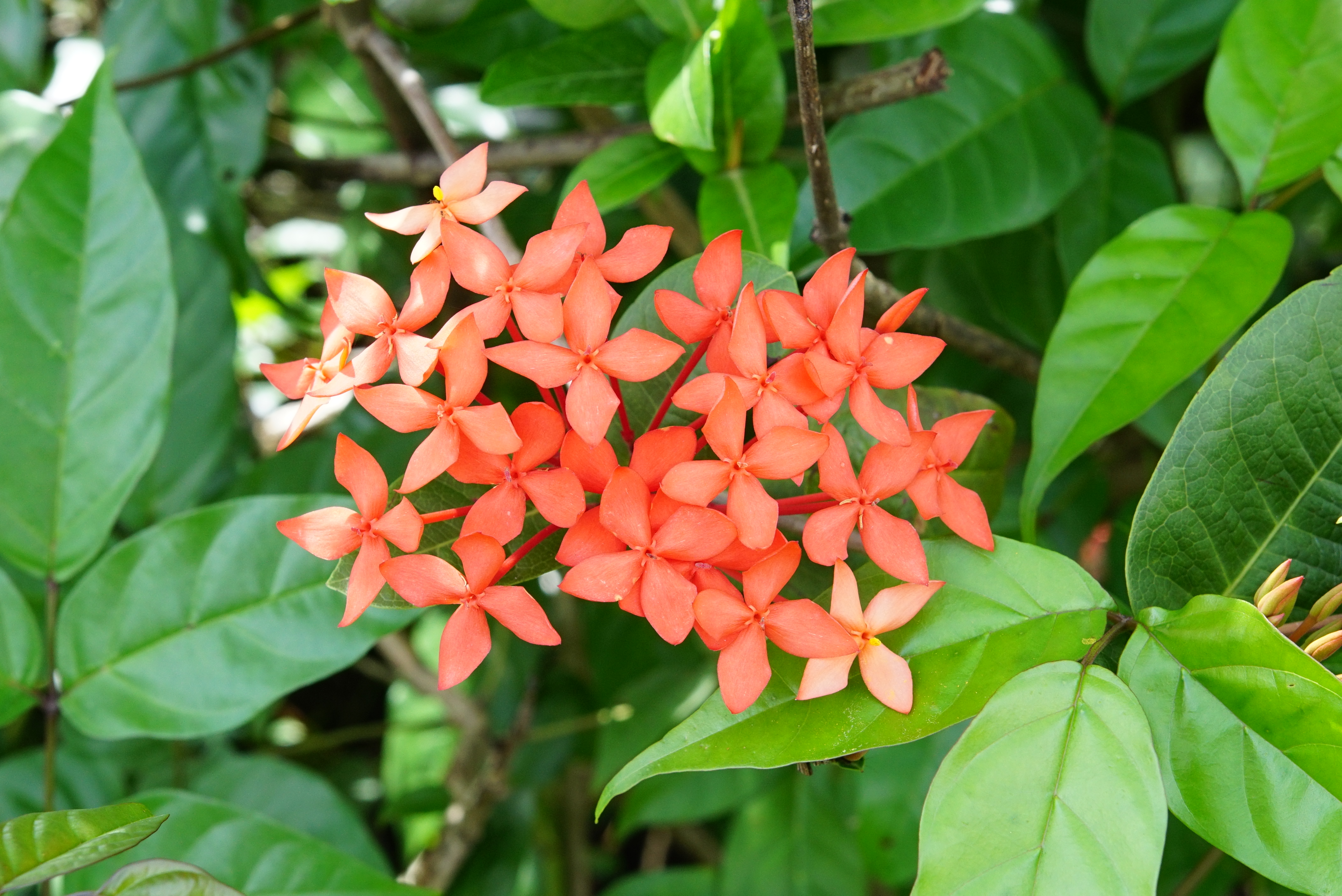 Ixora 09962