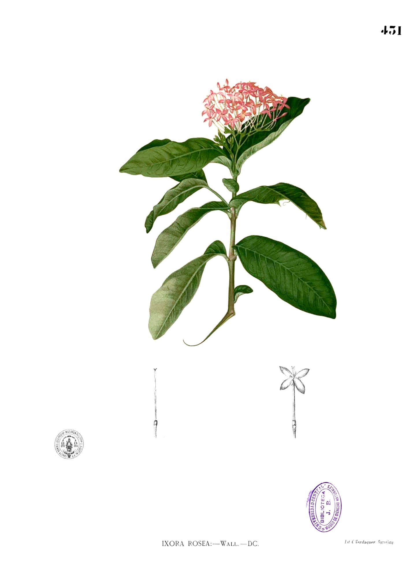Ixora sp Blanco2.431
