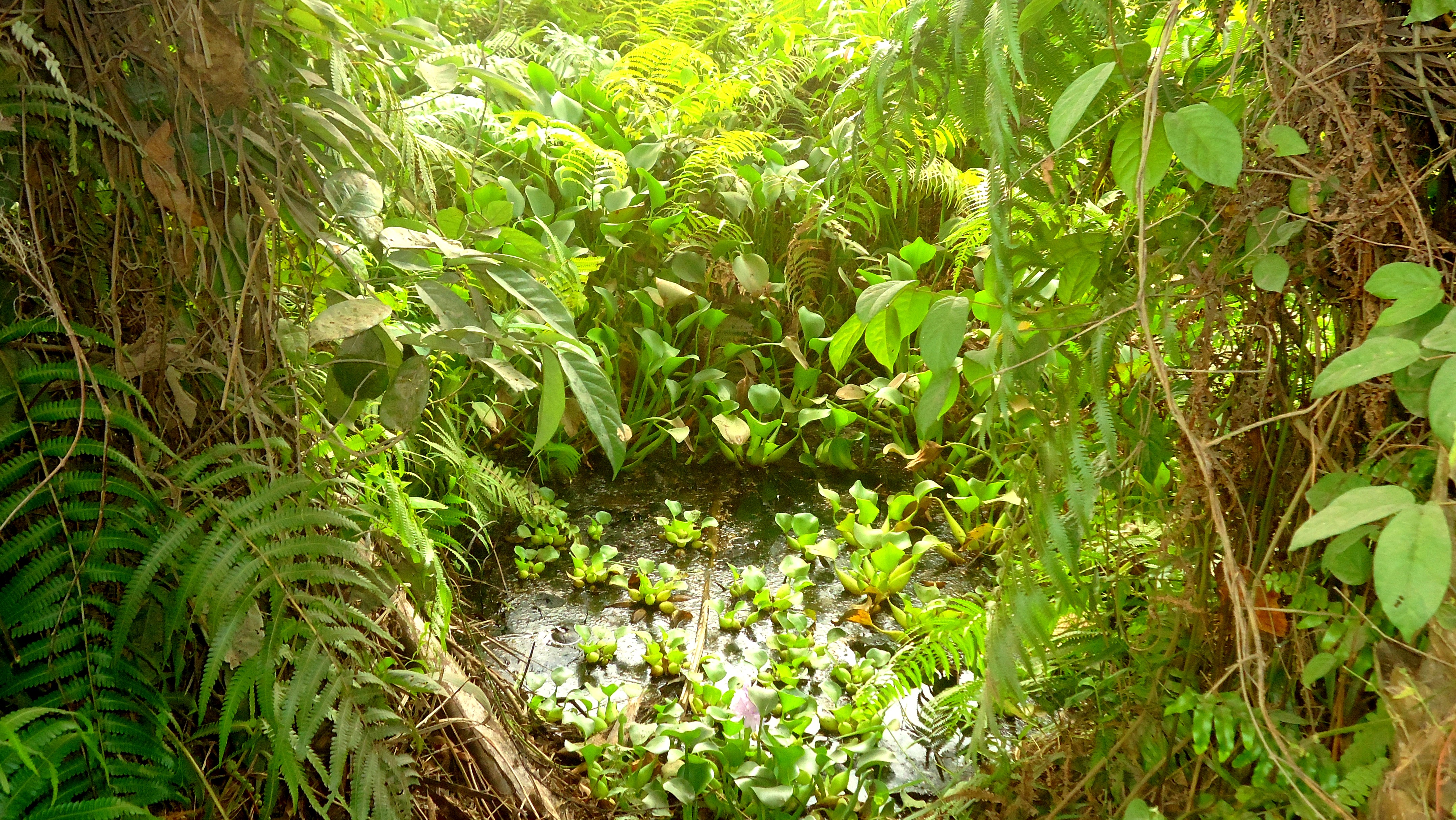 Jacinthe d'eau 1