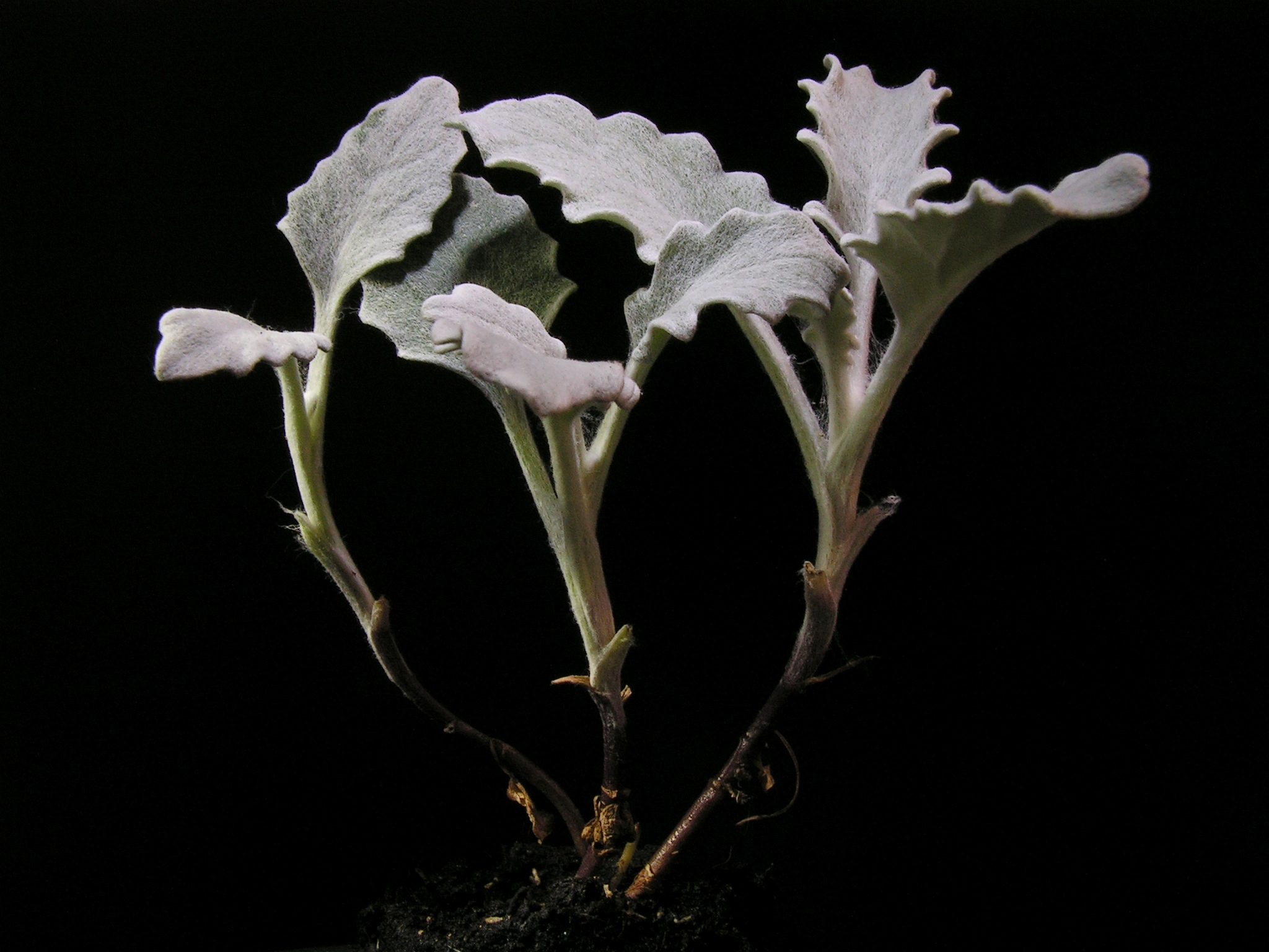 Jacobaea maritima20130805 06