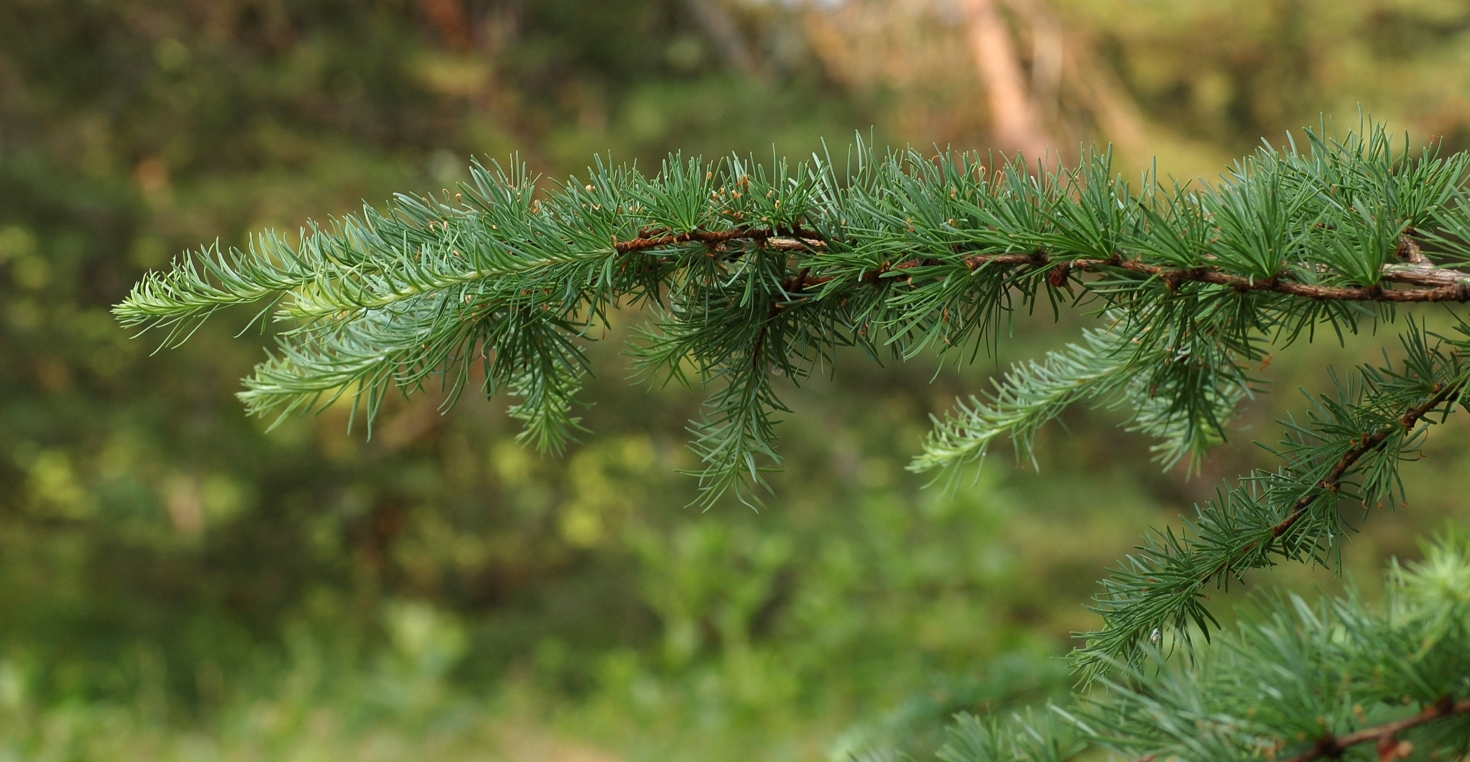 Japanese Larch Larix kaempferi Branch Needles 2859px