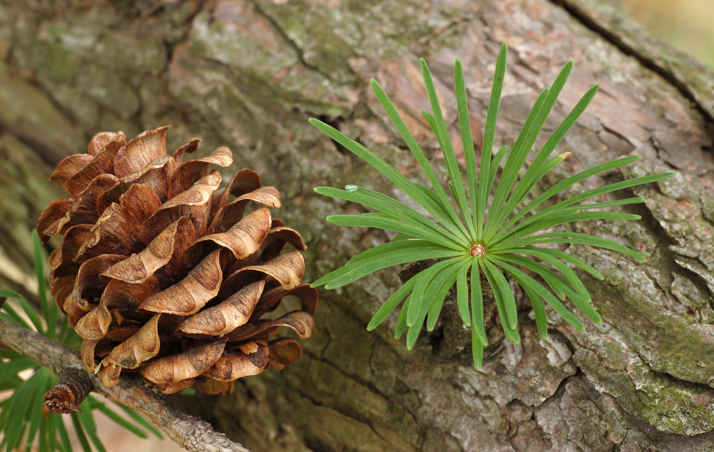 Japanese Larch Larix kaempferi Cone and Needles Angle 3000px