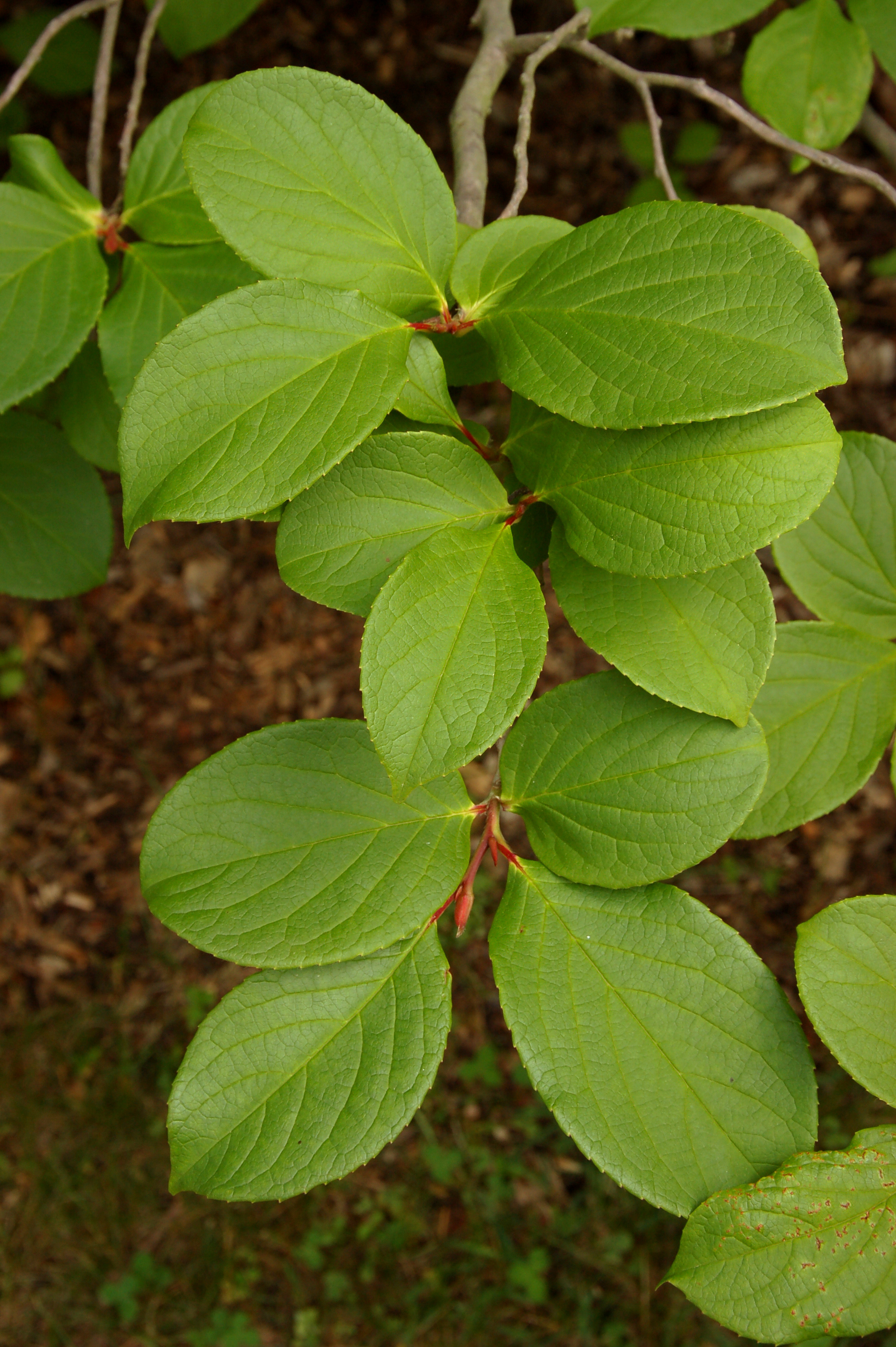 Japanese Stewartia Stewartia pseudocamellia Leaves Vertical 2000px
