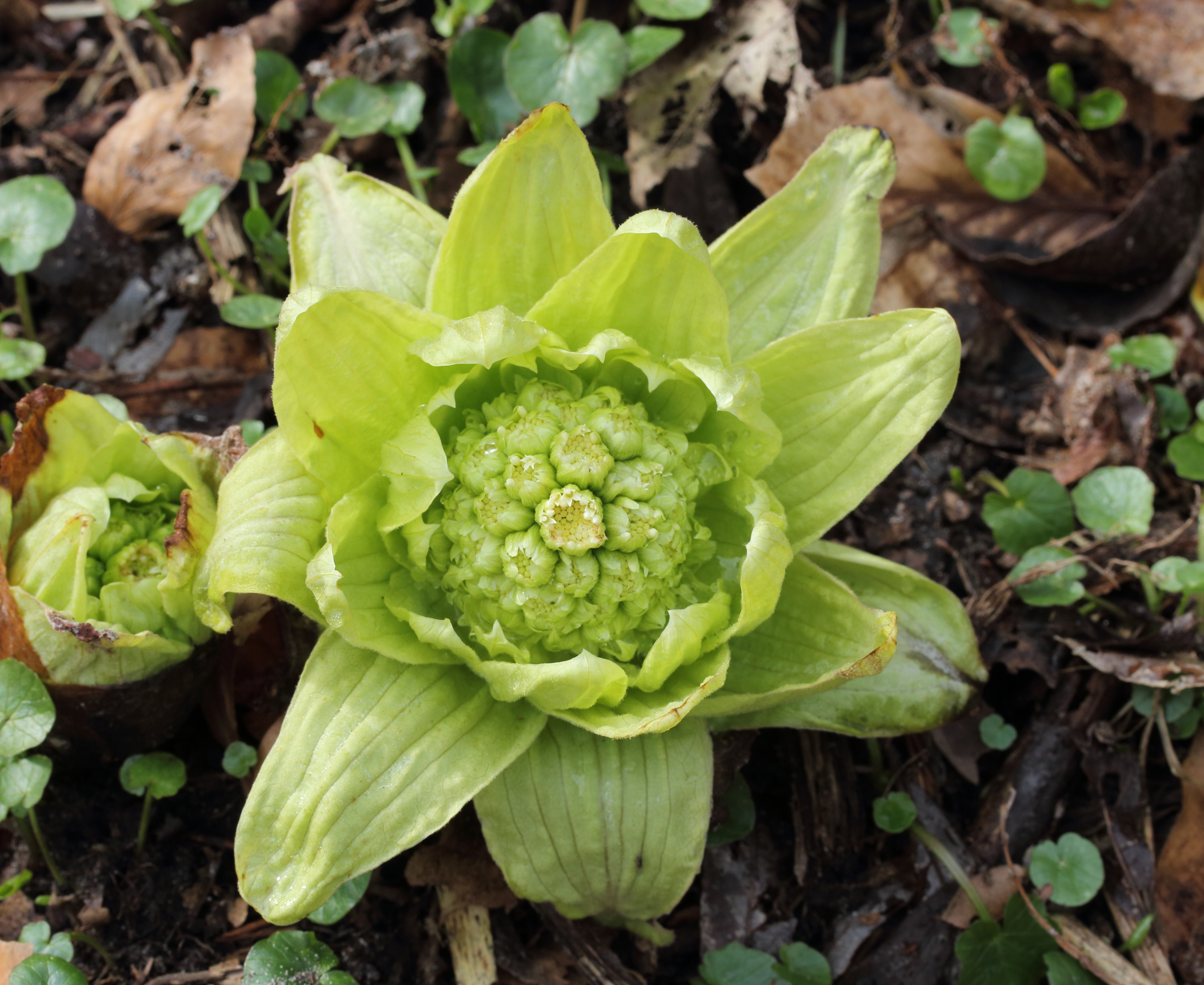 Japans hoefblad (Petasites japonicus) 02