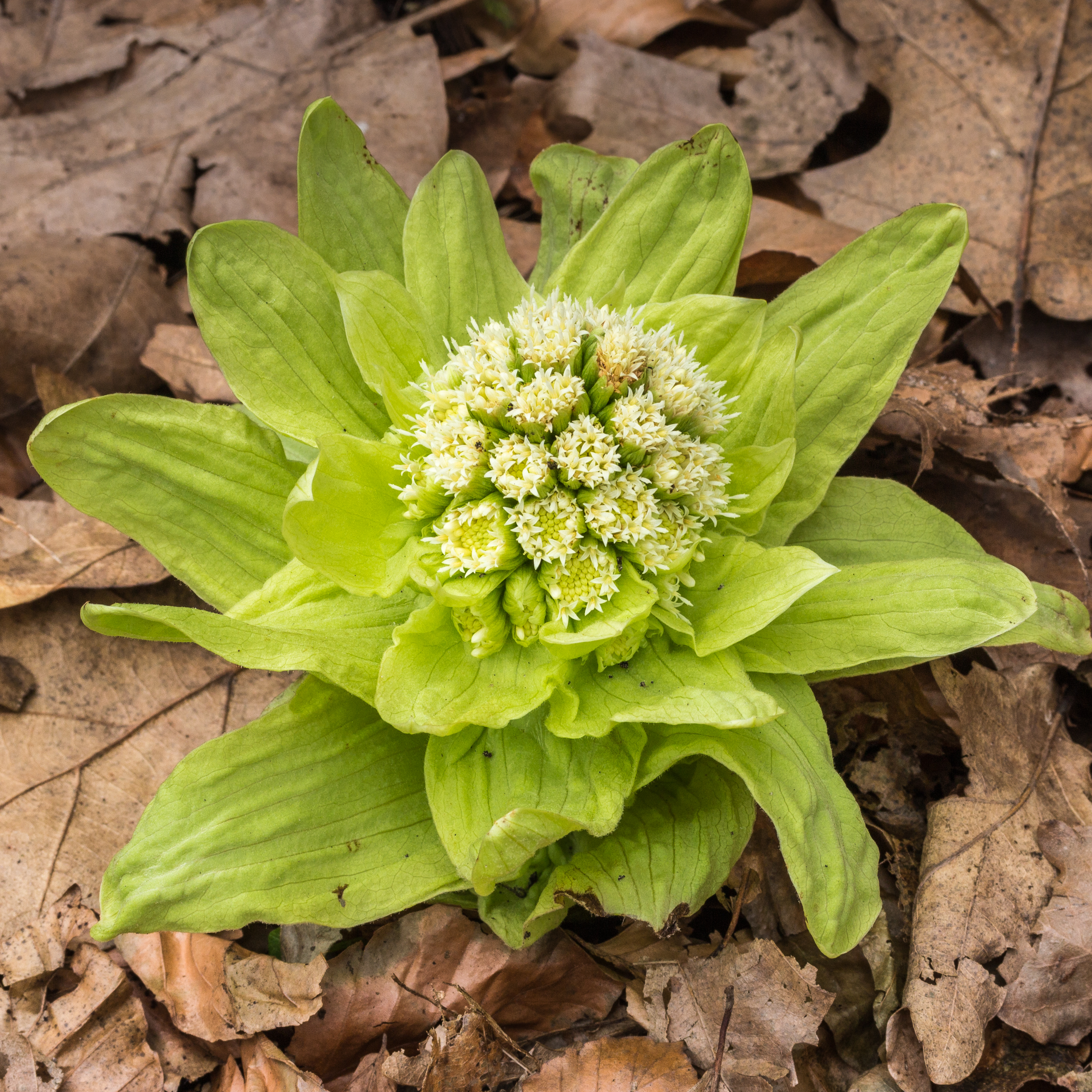 Japans hoefblad (Petasites japonicus) 2018
