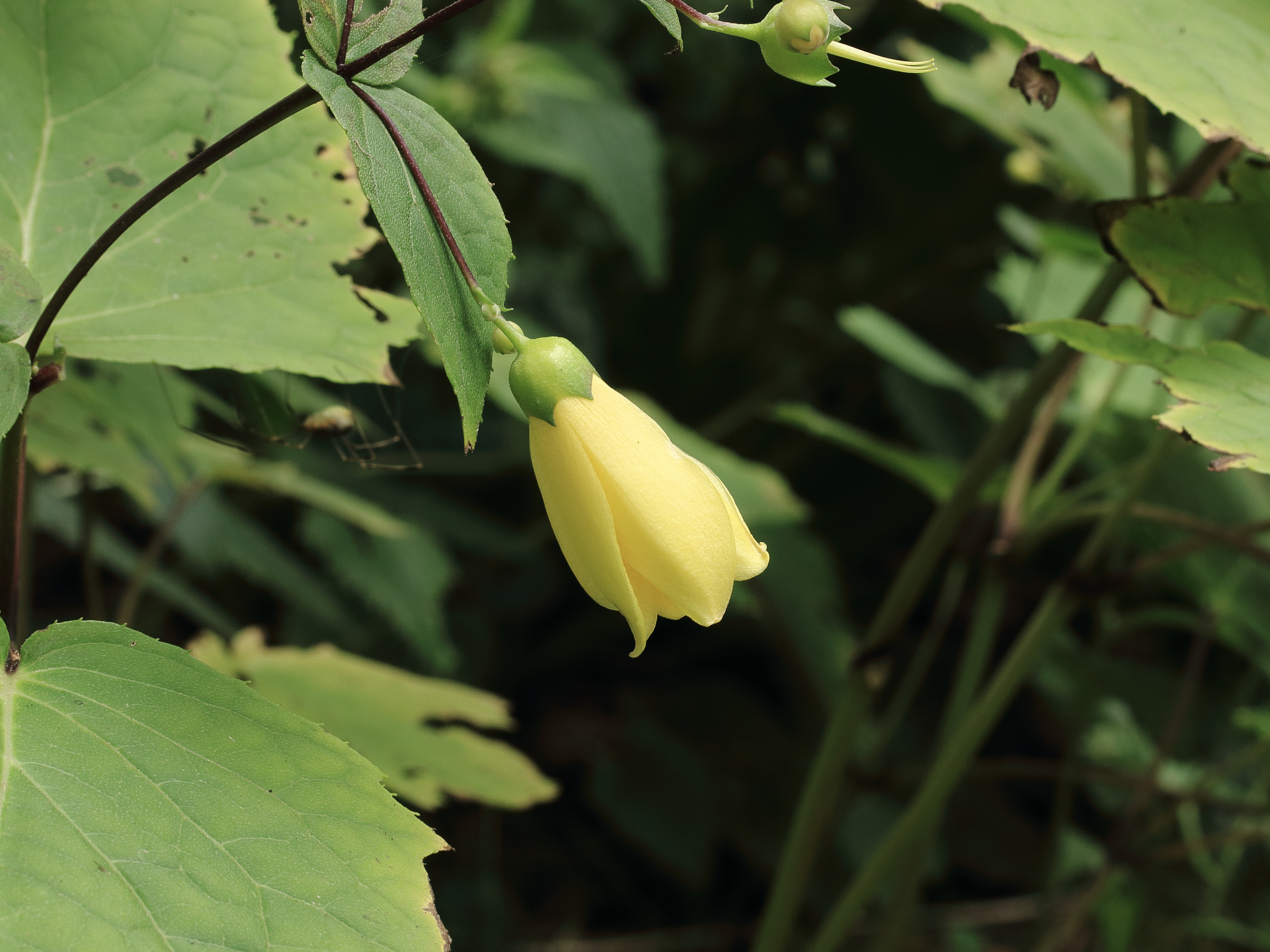 Japanse wasbloem, Kirengeshoma palmata