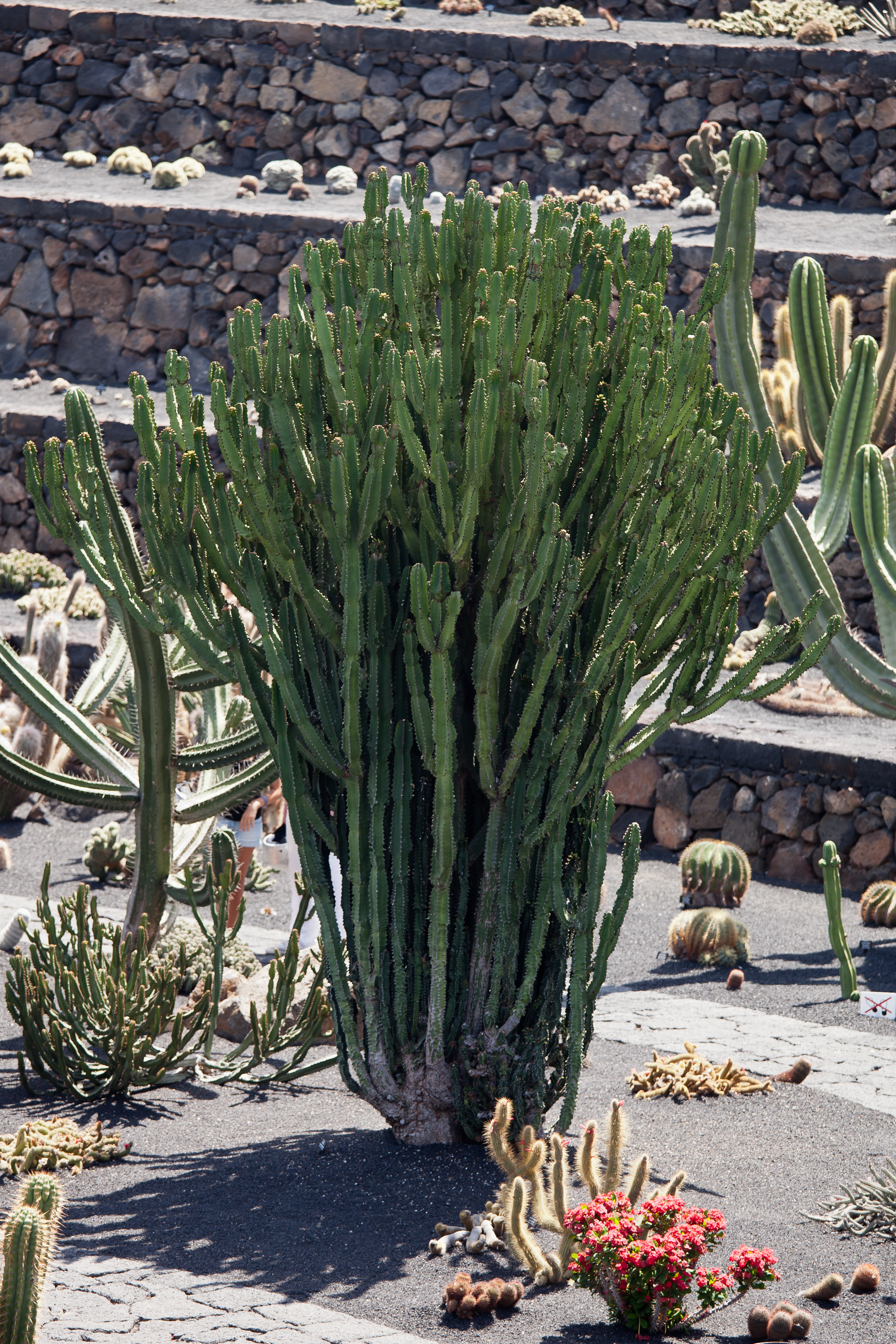 Jardín de Cactus - Lanzarote - J01