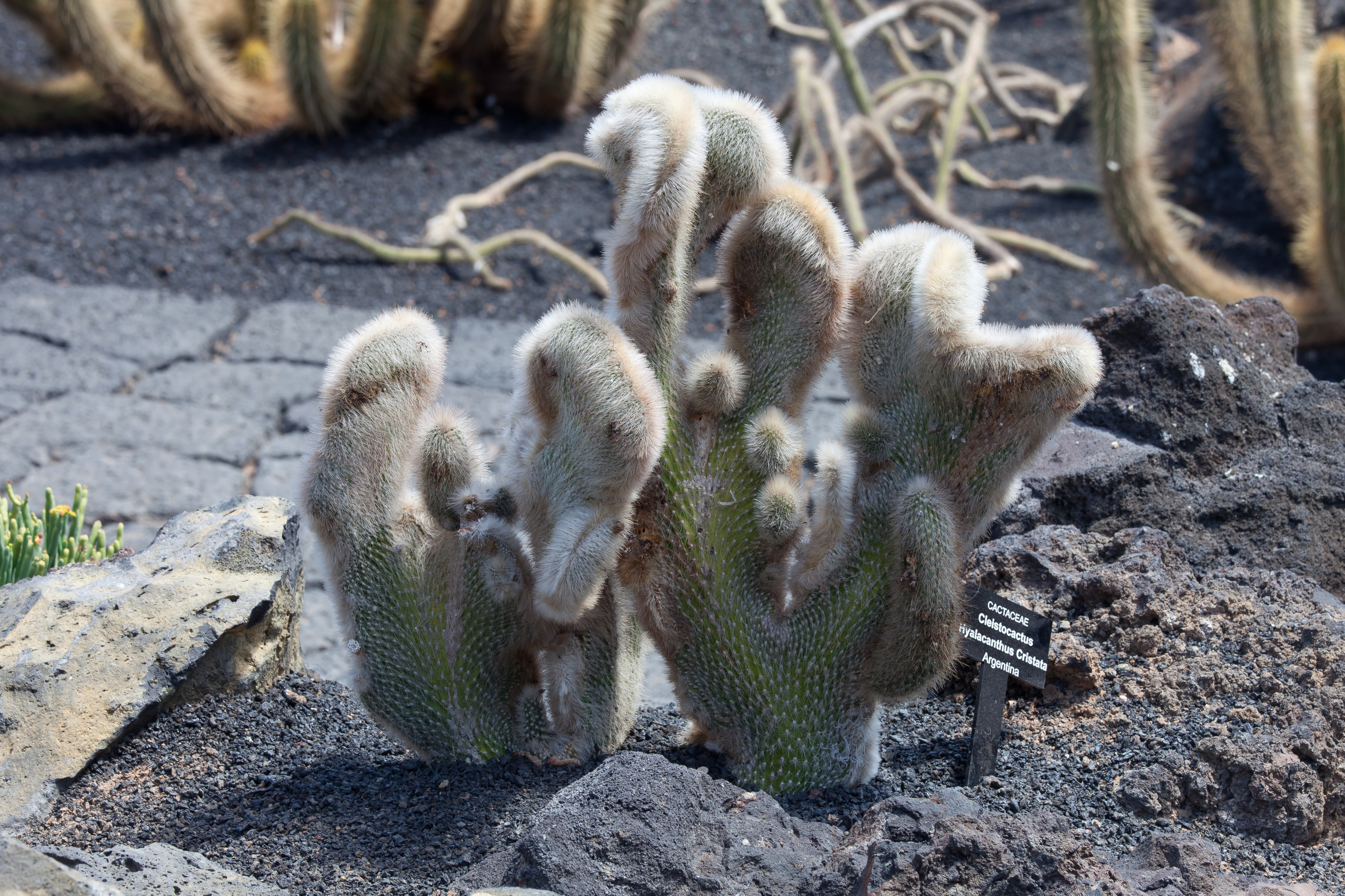 Jardín de Cactus - Lanzarote - J05