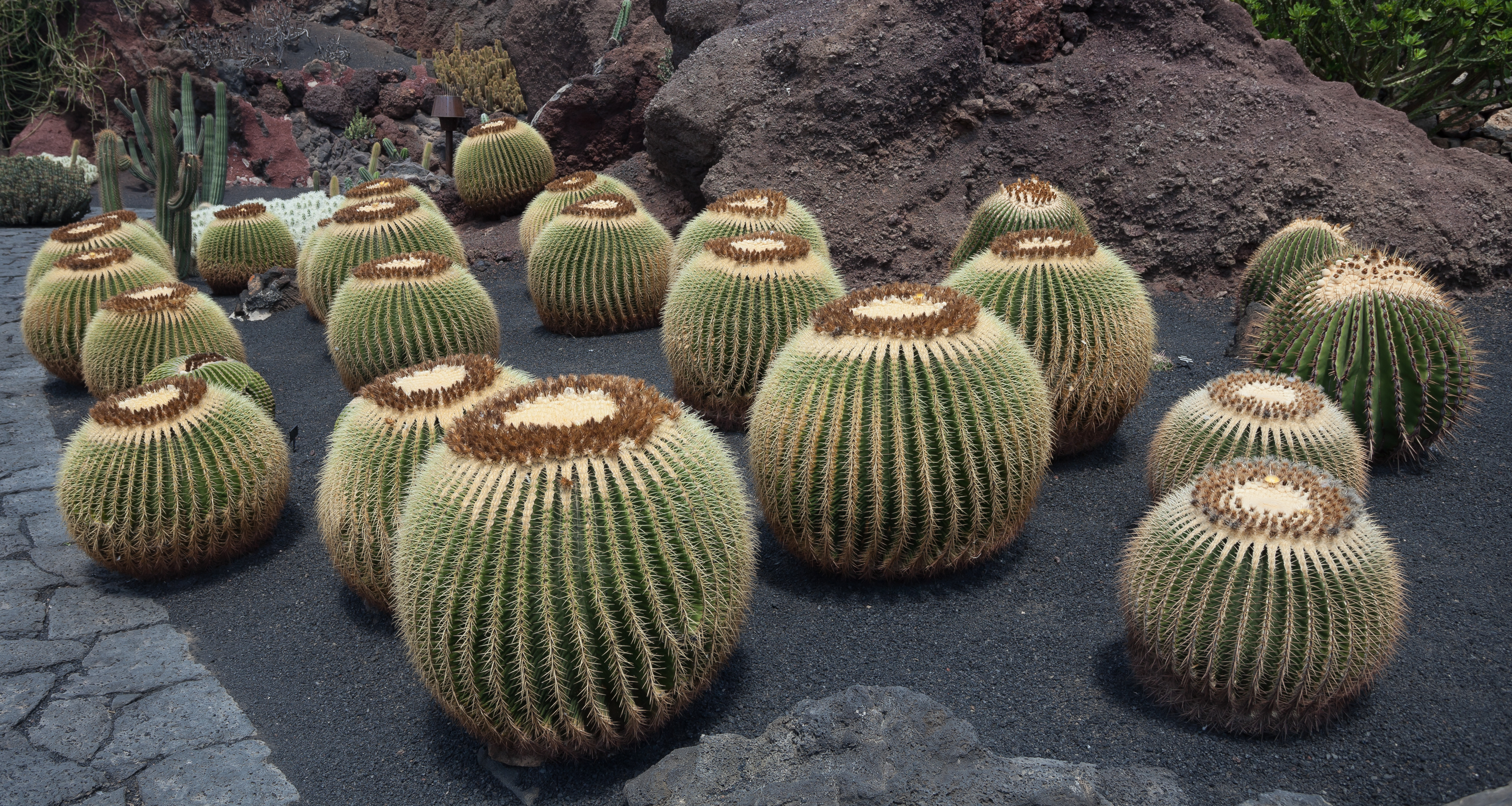 Jardín de Cactus - Lanzarote - J10