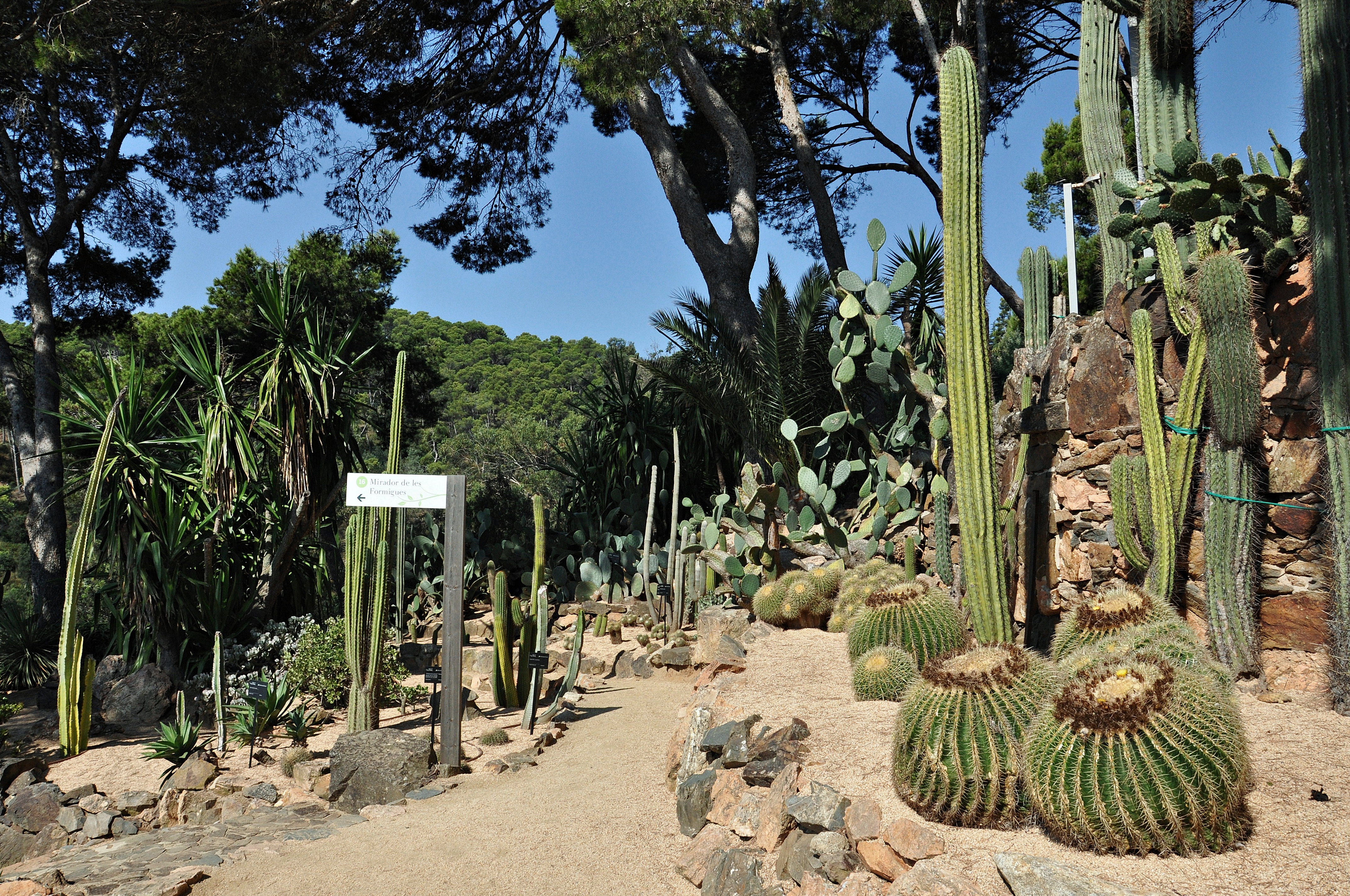 Jardines de cap roig-calella de palafurgell-8-2013 (11)