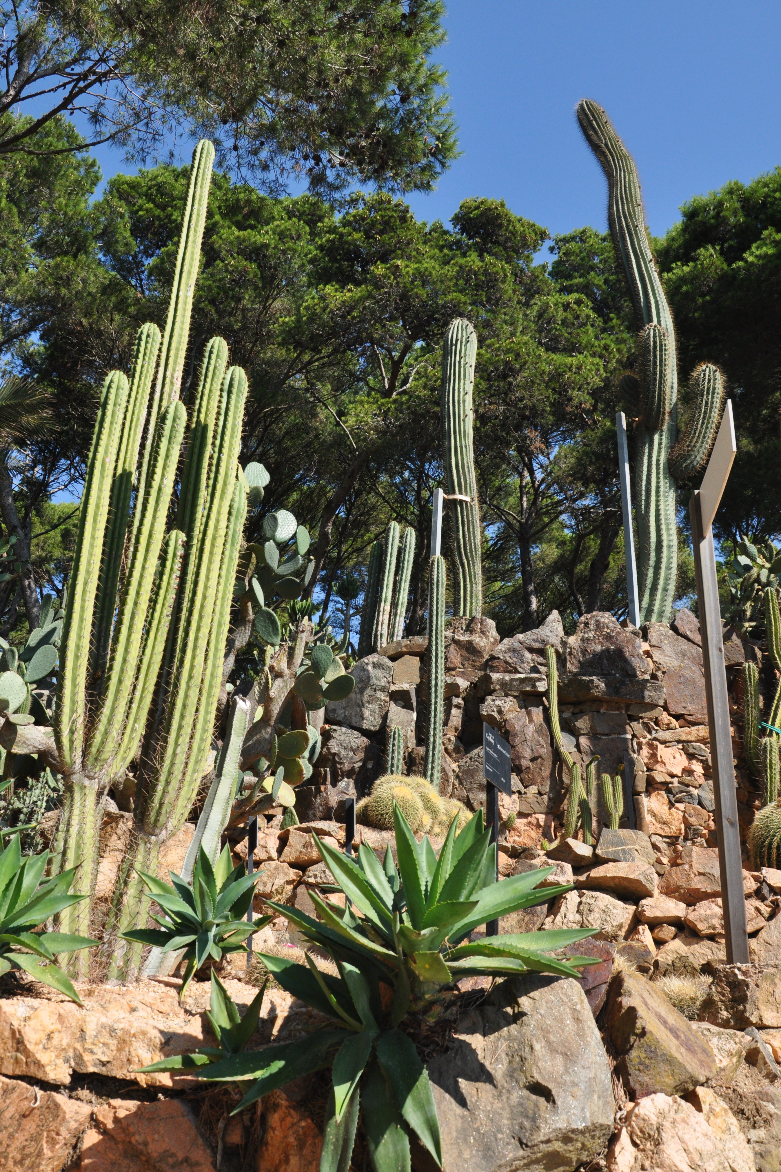 Jardines de cap roig-calella de palafurgell-8-2013 (12)