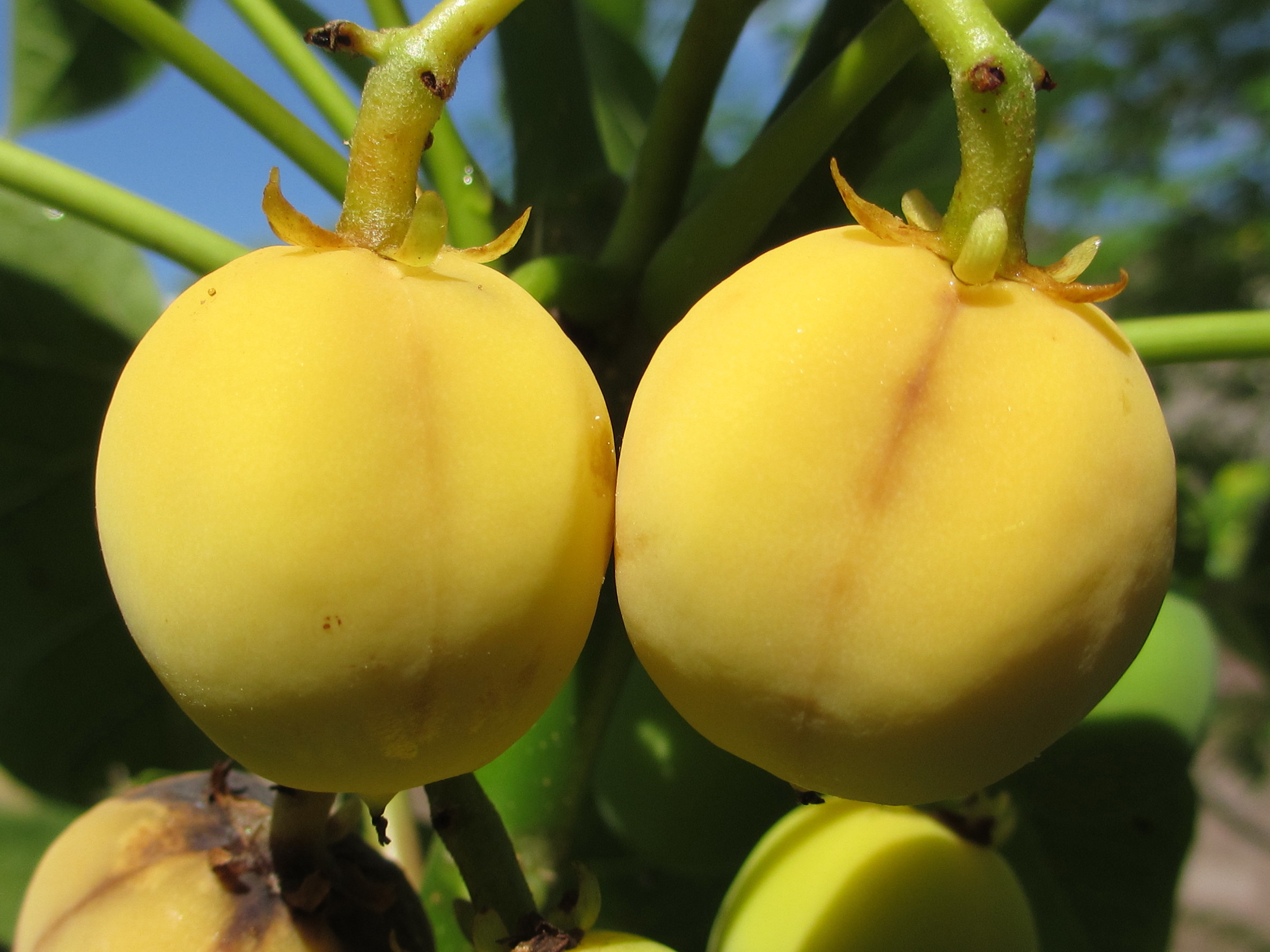 Jatropha curcas - two fruits (6949078701)