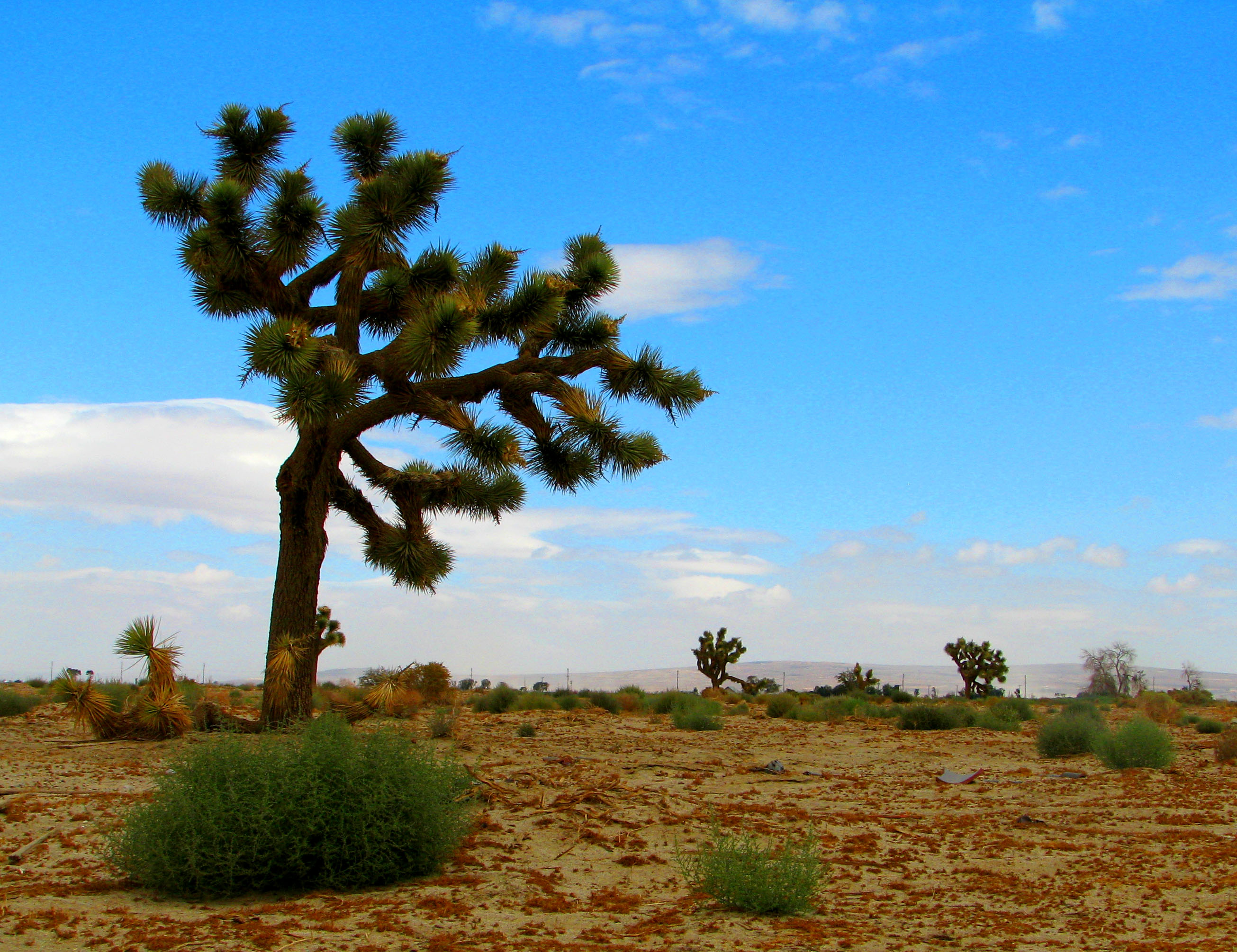 Joshua Tree (2913393144)