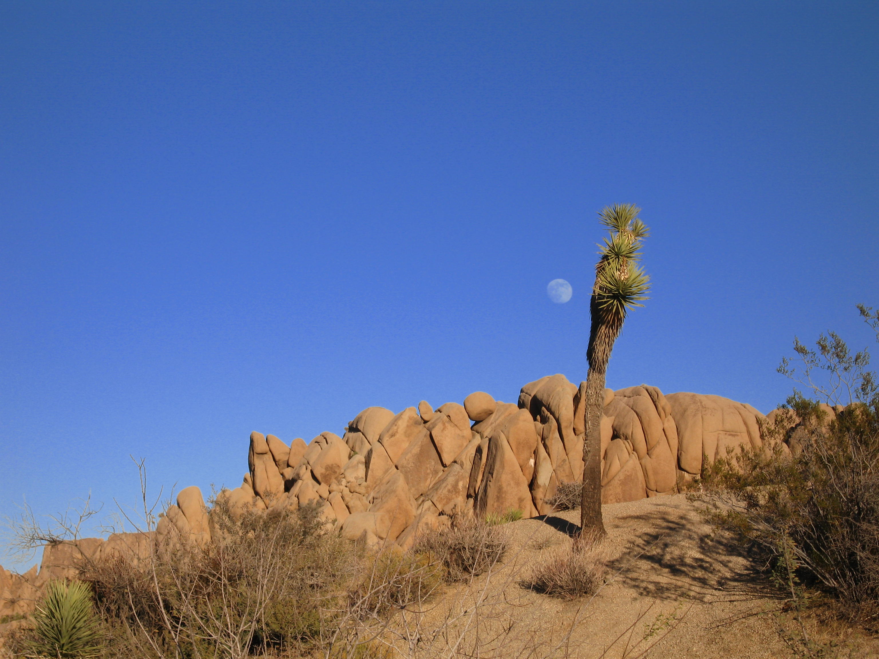 Joshua tree (Yucca brevifolia); Jumbo Rocks Campground
