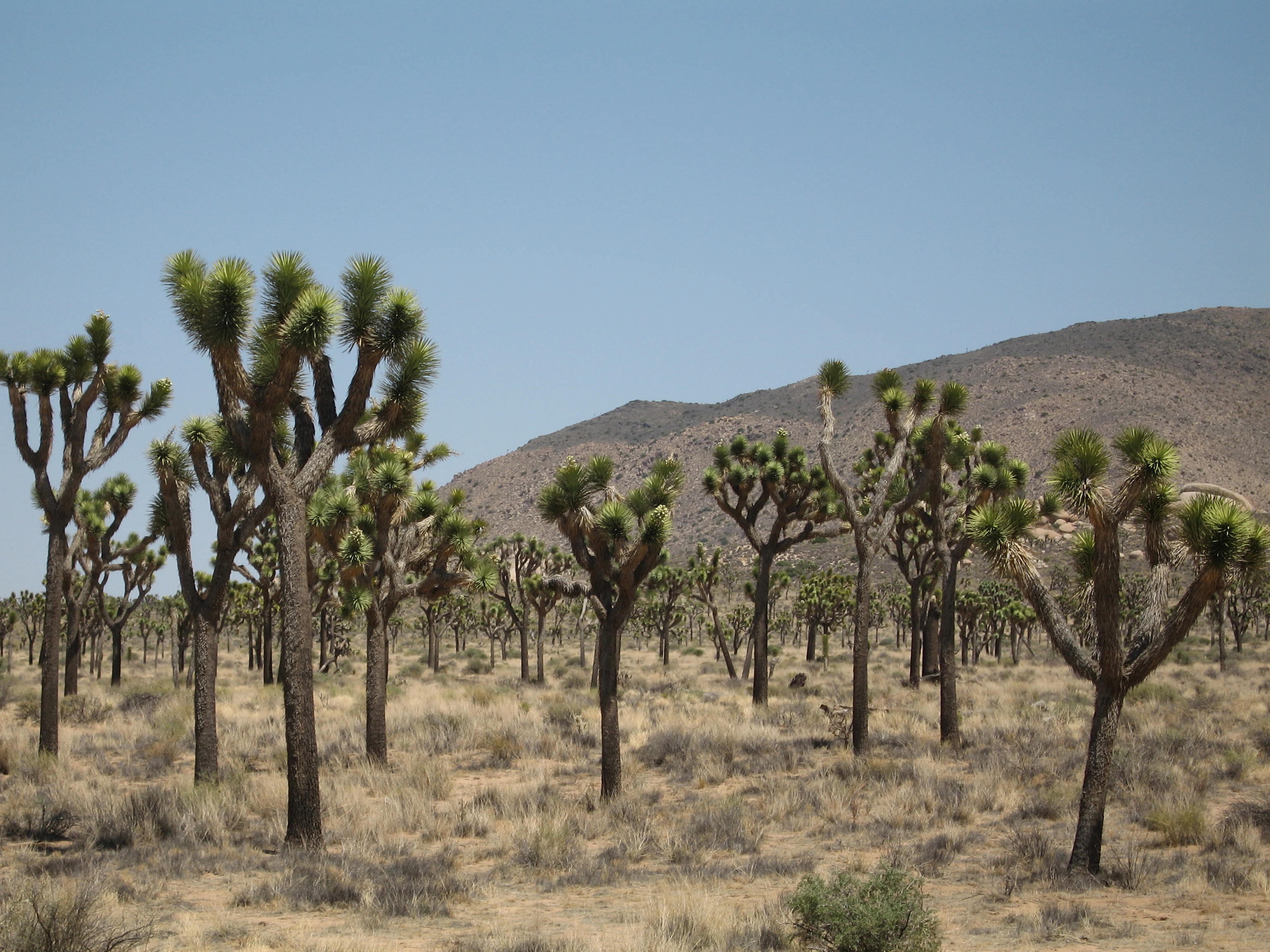 Joshua tree (Yucca brevifolia) woodland; Cap Rock area
