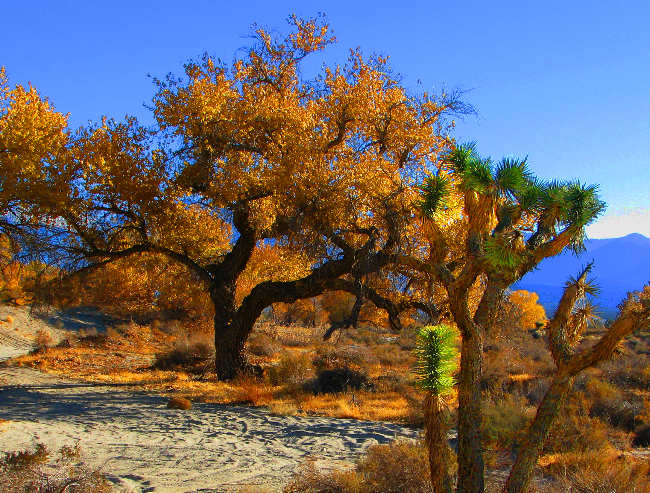 Joshua Tree in Fall (4161036041)