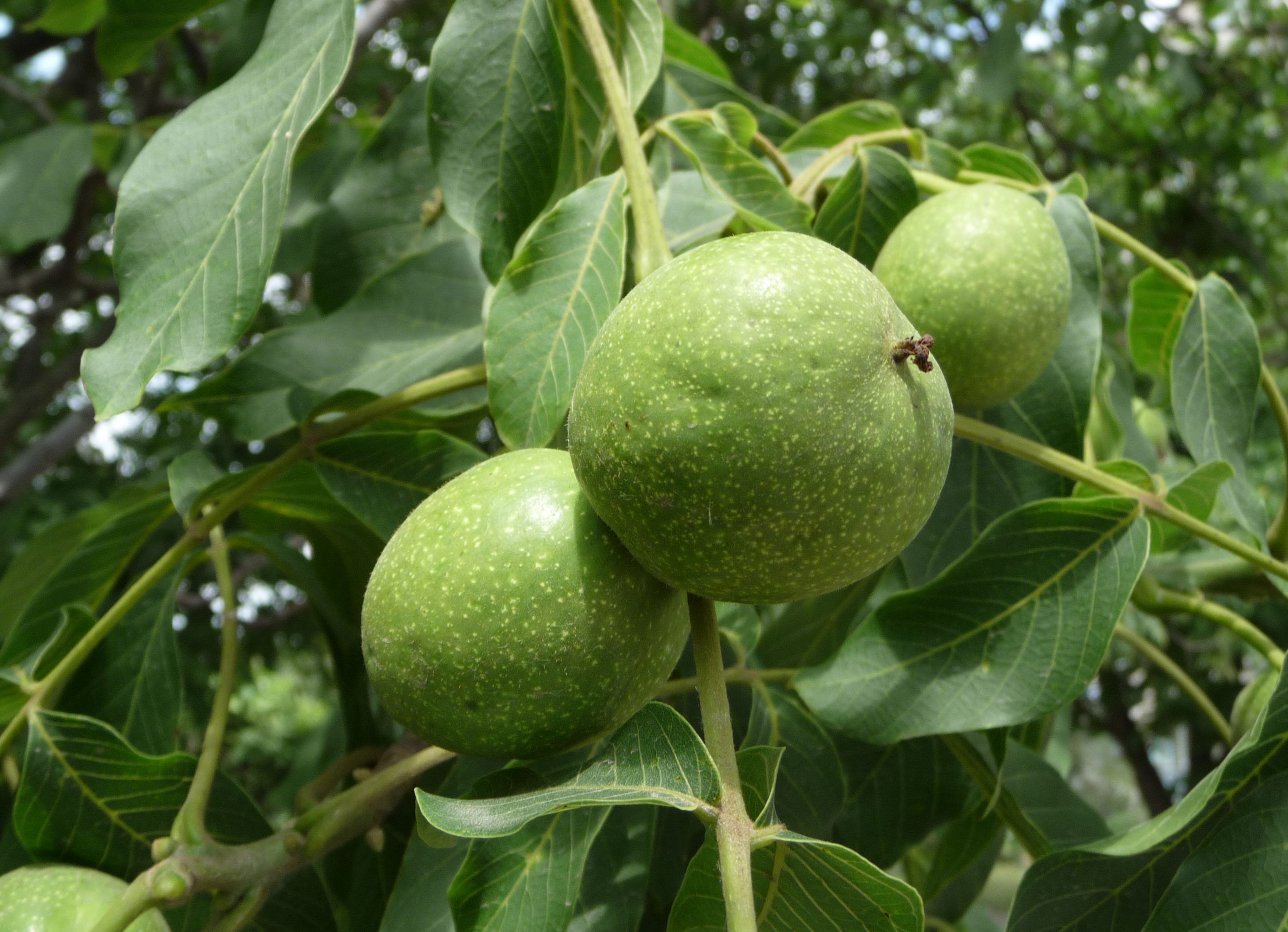 Juglans regia 2009 G1