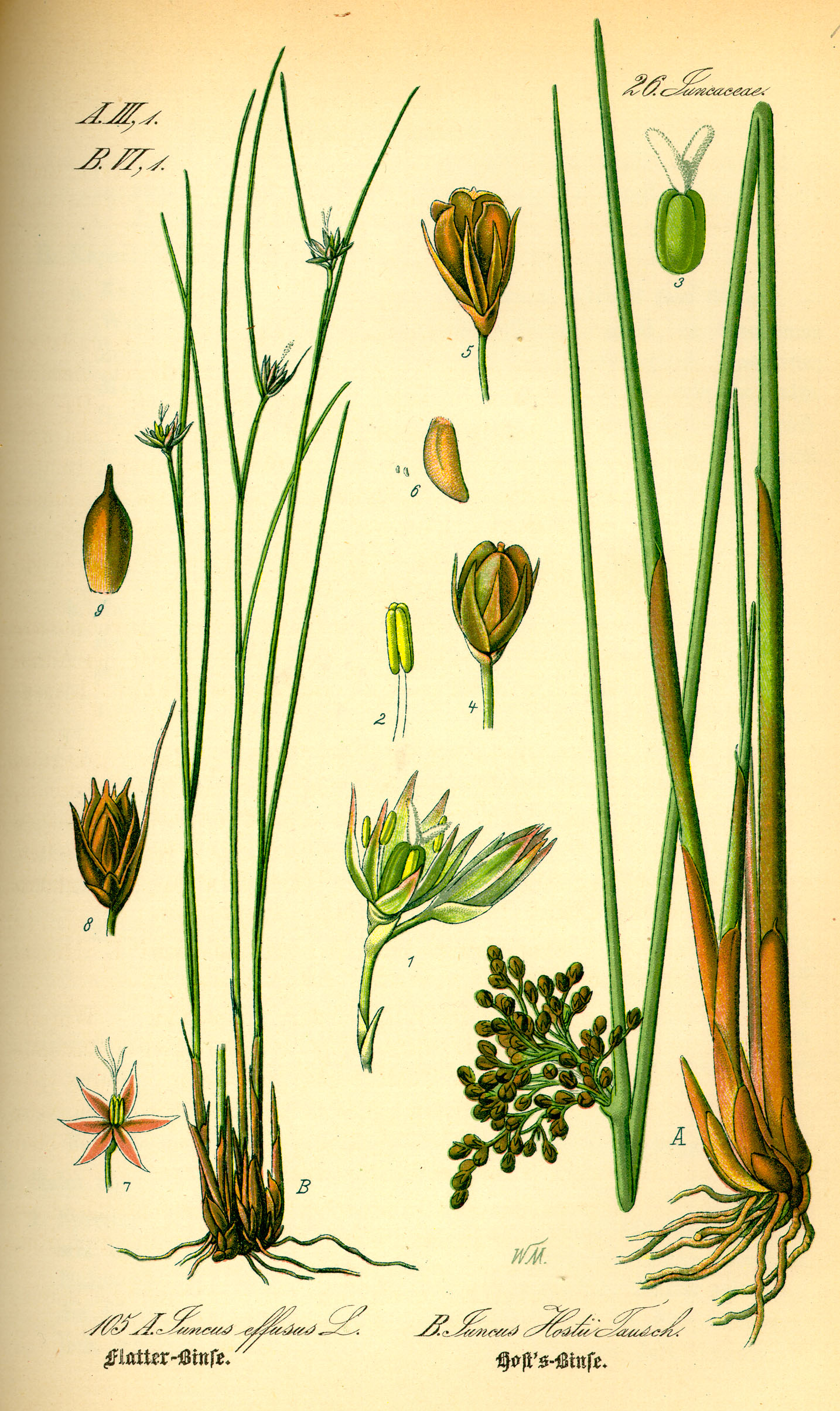 Juncus spp 107