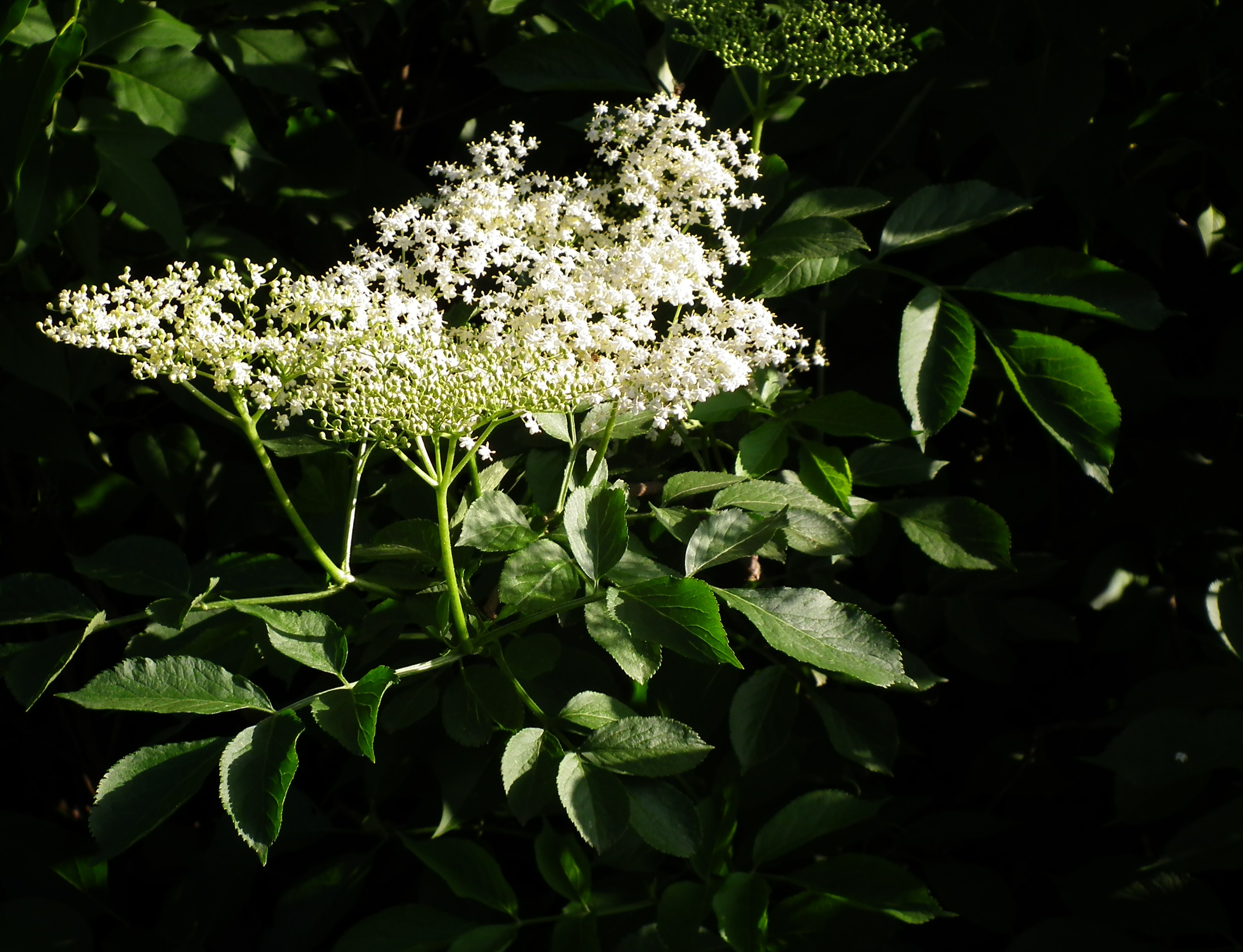 Juni 2012 Holunderblüten