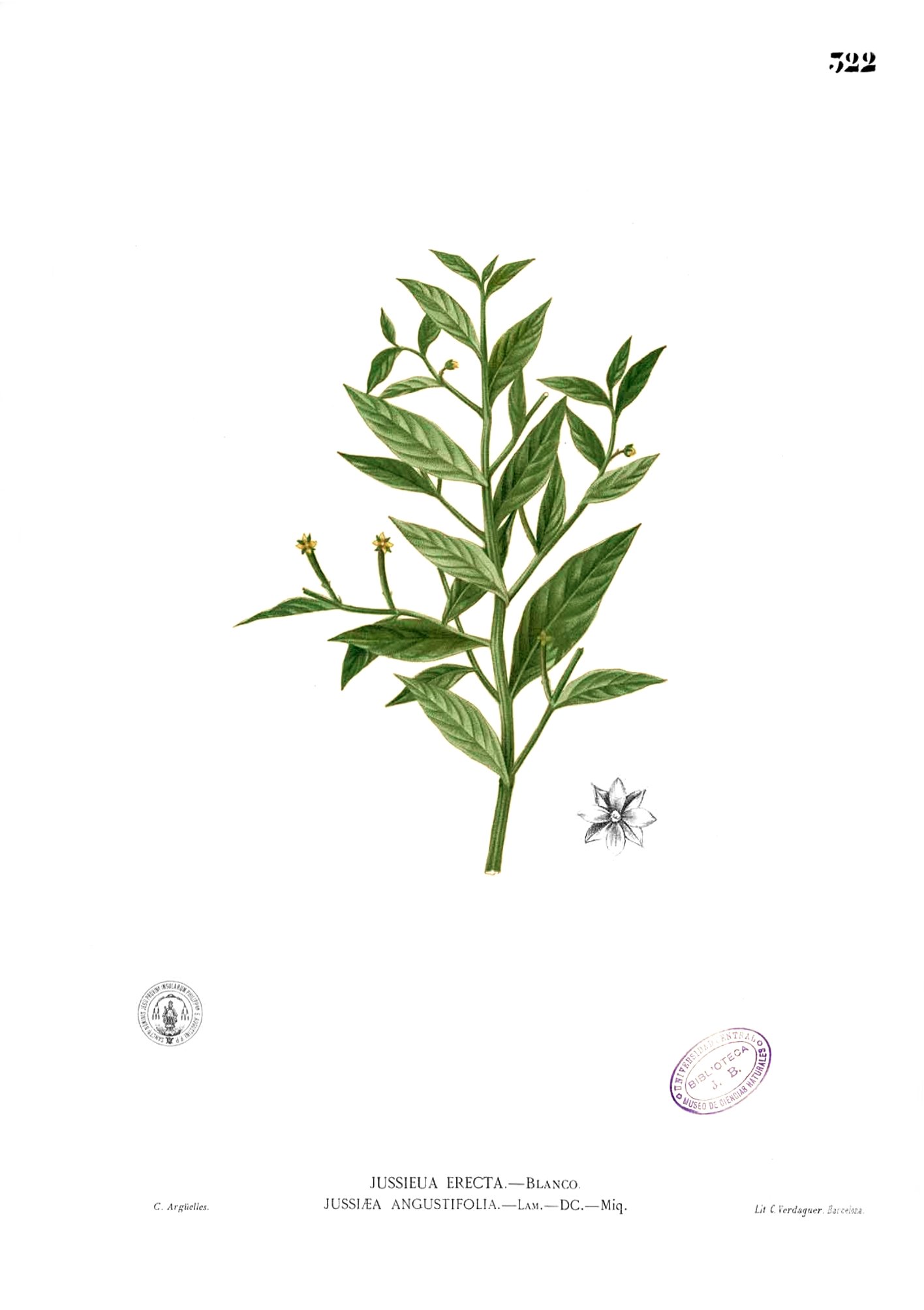 Jussiaea sp Blanco2.322