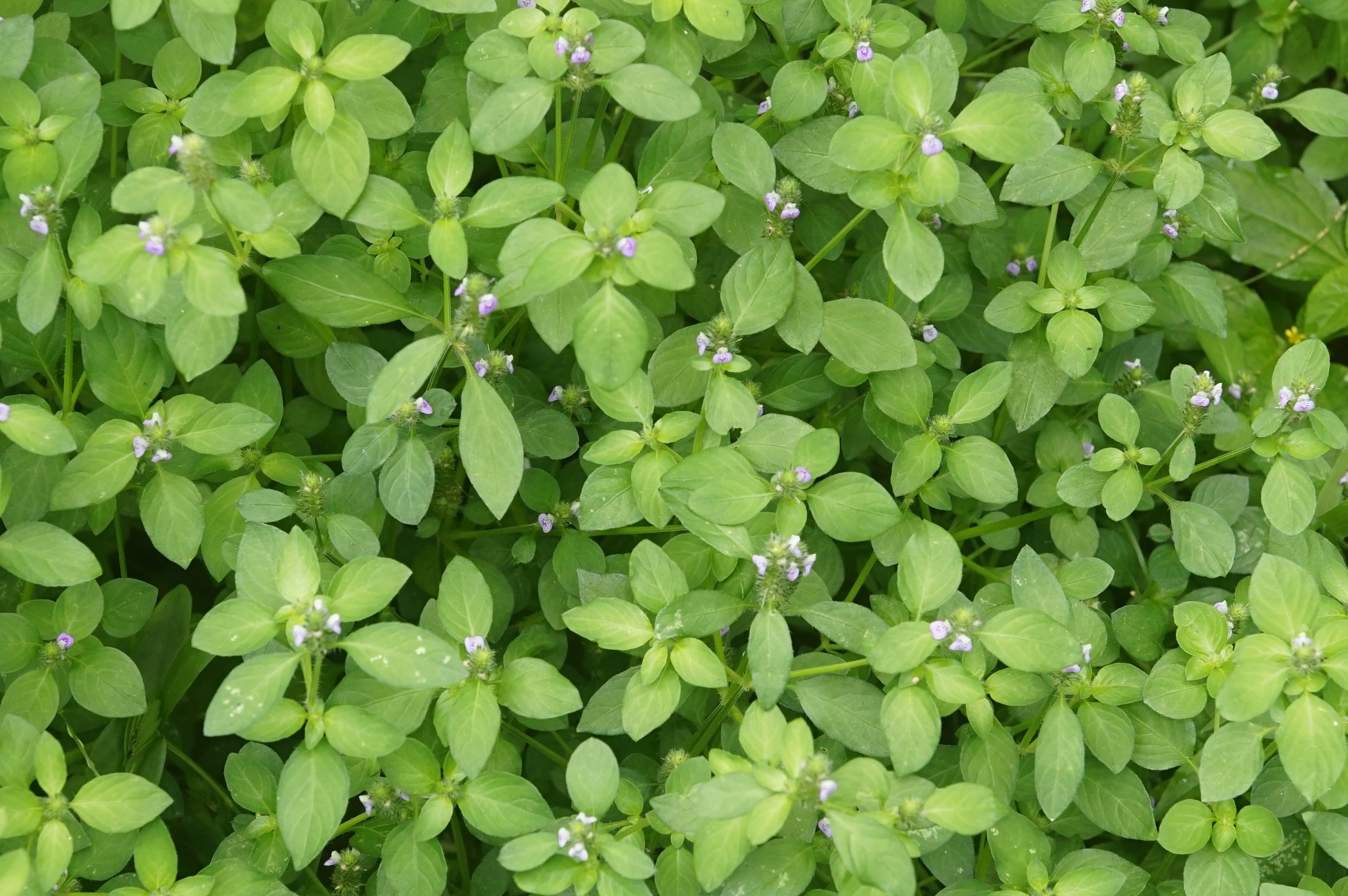 Justicia procumbens 7952