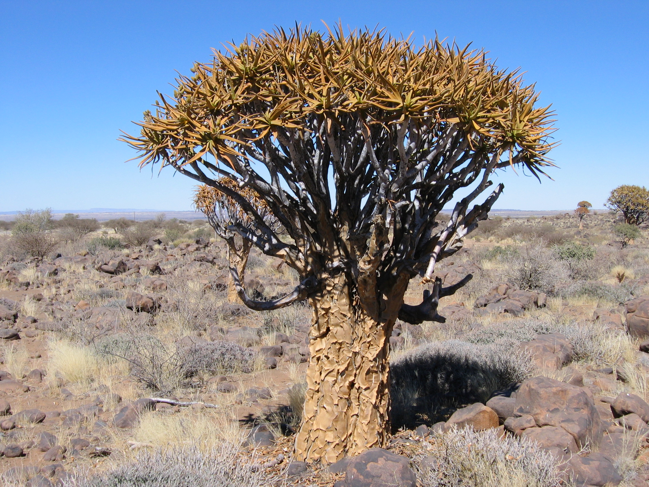Köcherbaum Köcherbaumwald 01