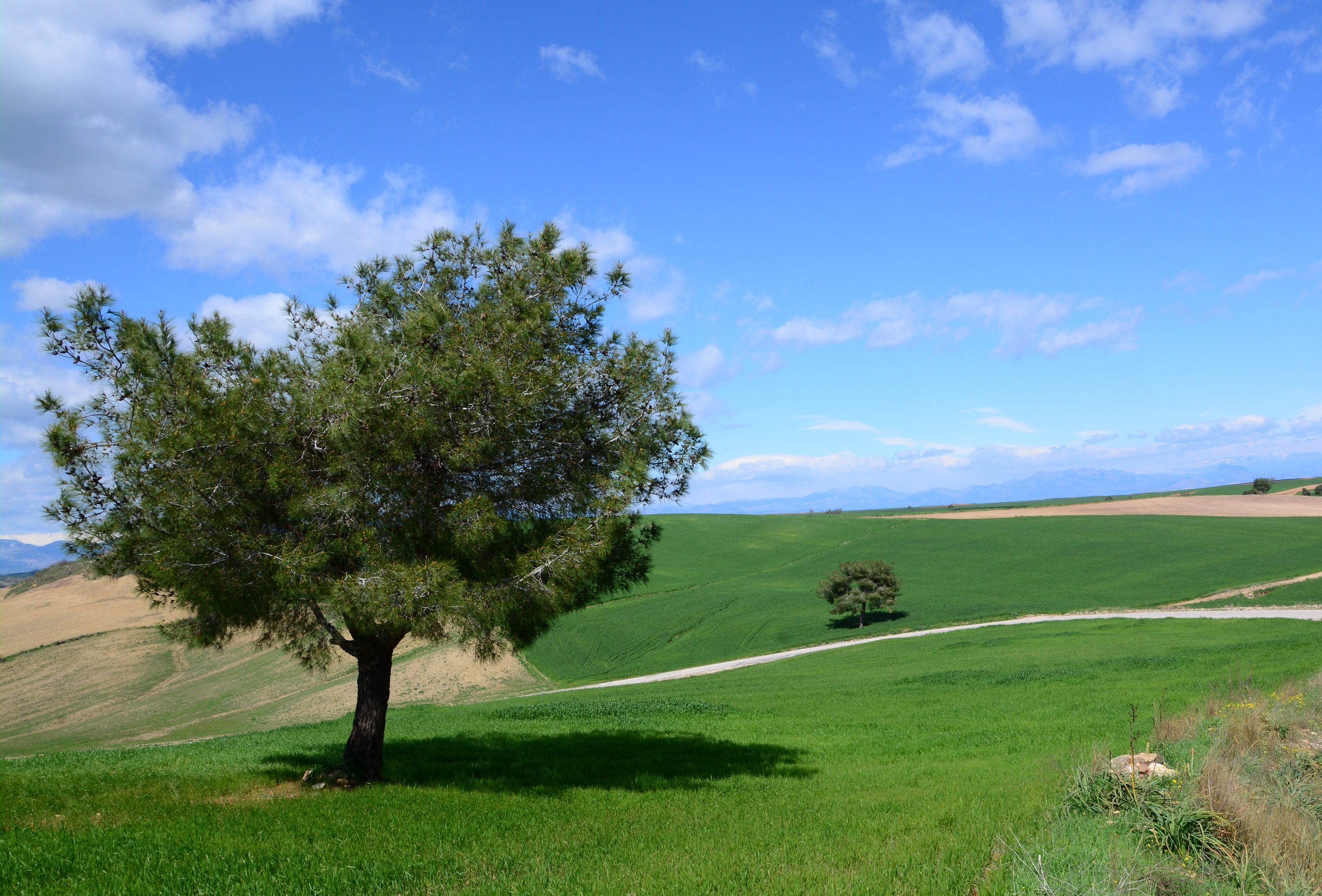 Kızılçam - Pinus brutia 04