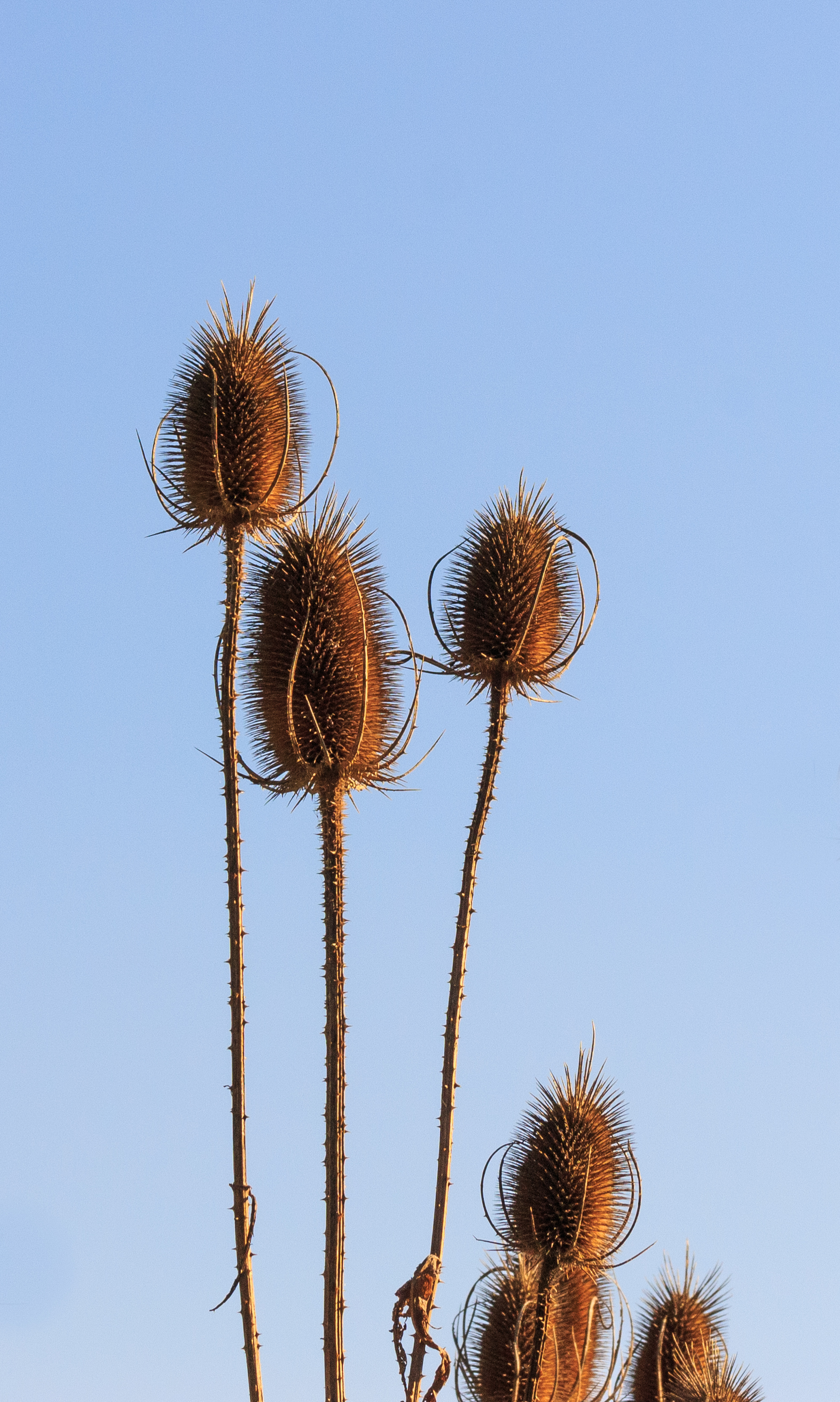 Kaardebol, Dipsacus fullonum. Locatie, De Kruidhof Buitenpost 03