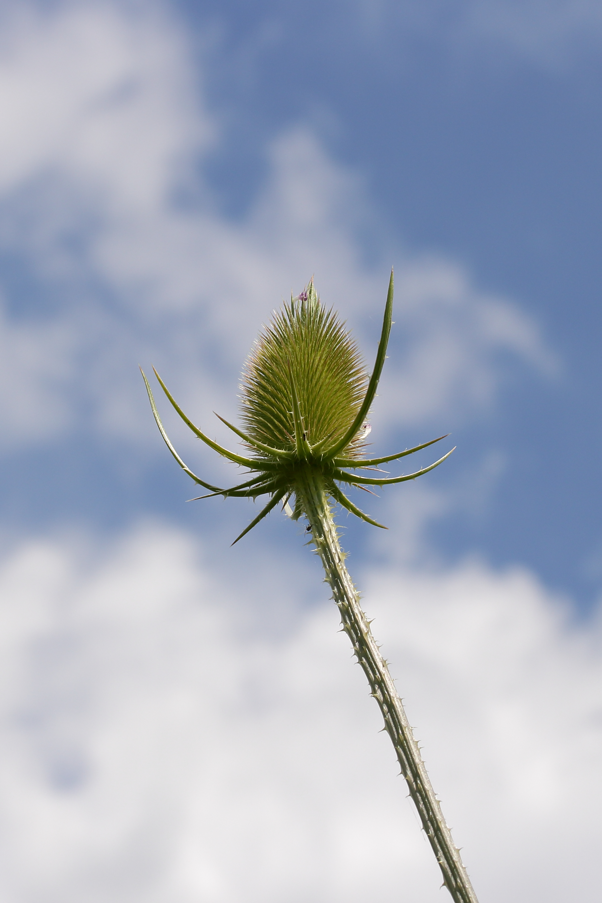 Kaardebol (Dipsacus fullonum)