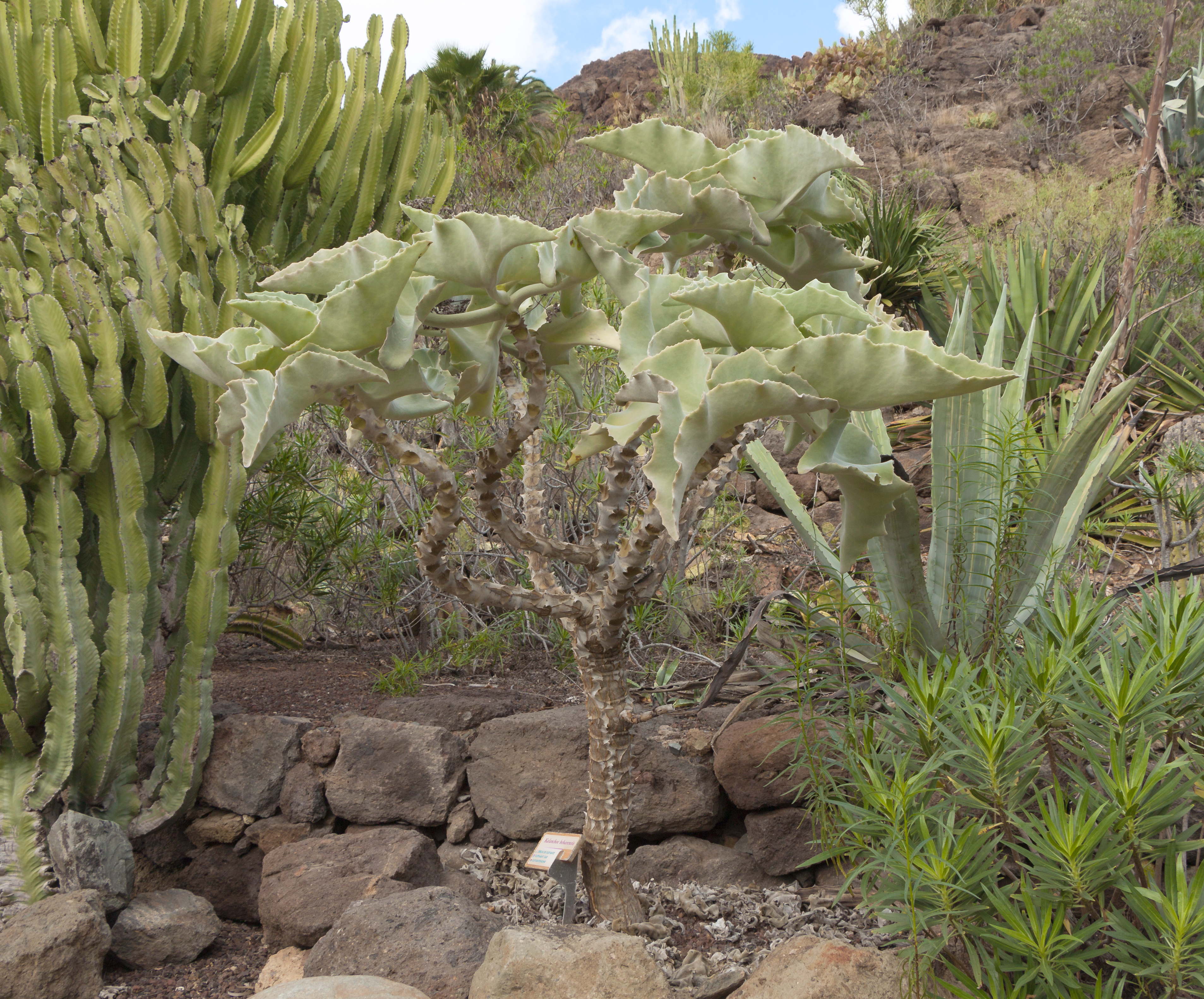 Kalanchoe beharensis 01