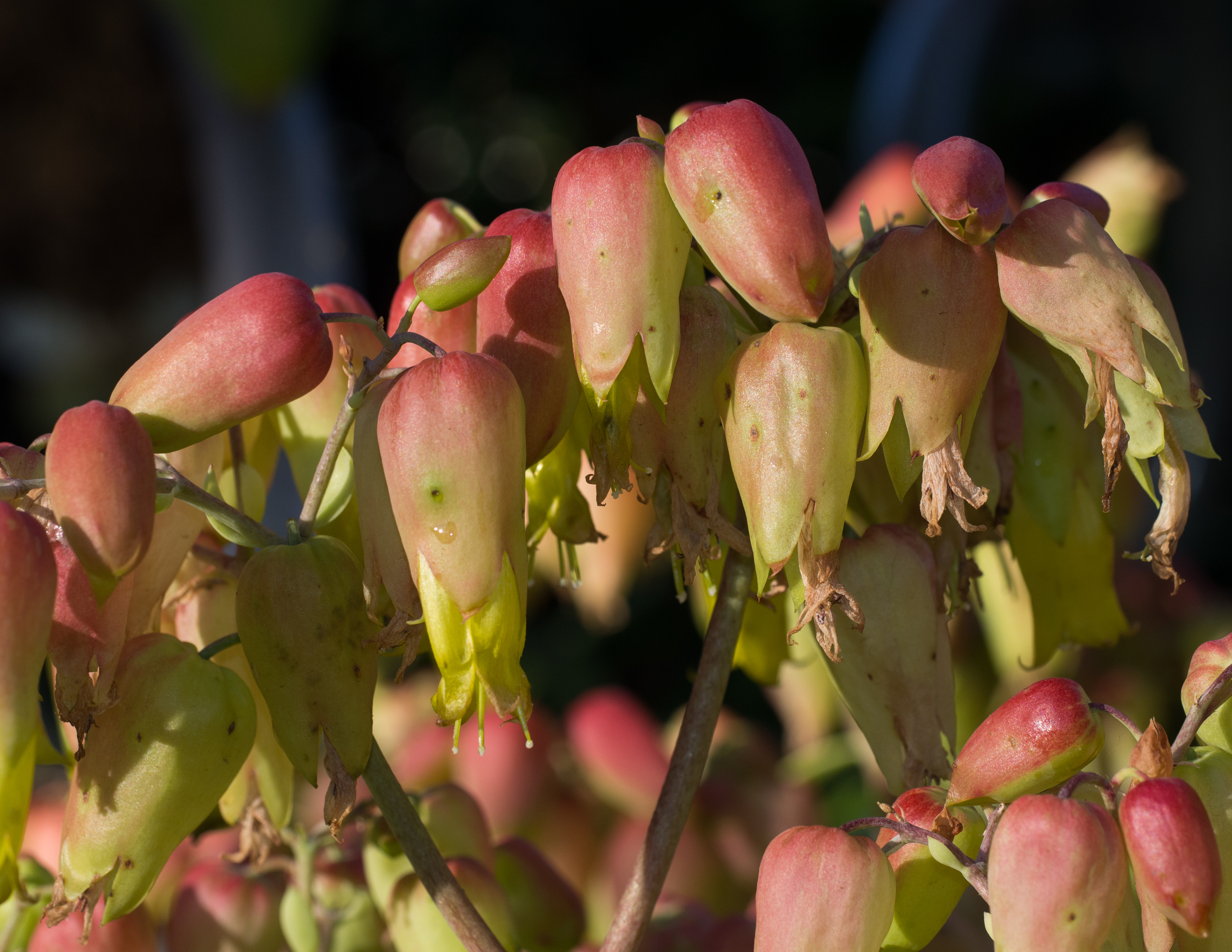 Kalanchoe laxiflora (70641)