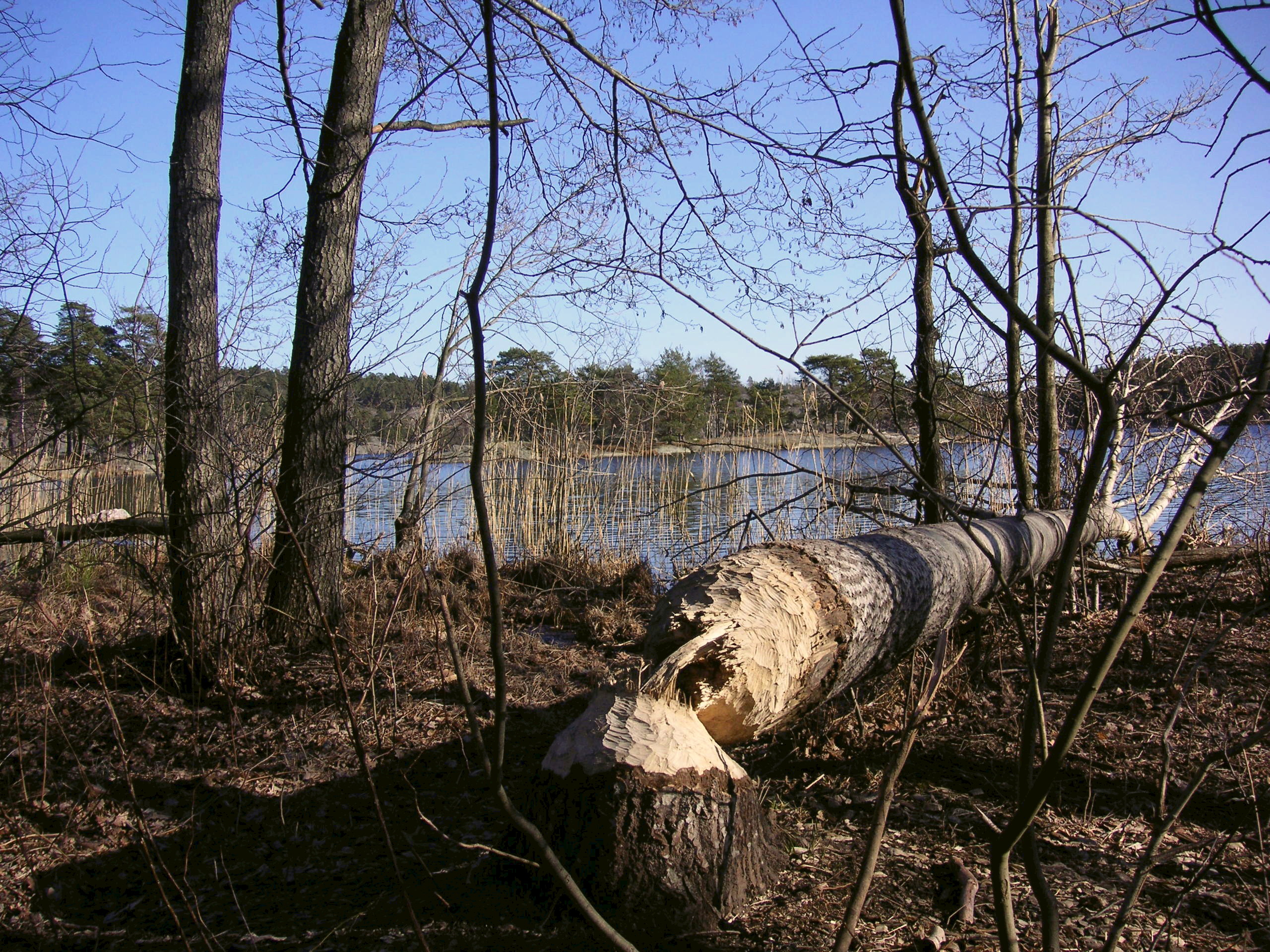 Kalltorpssjon 2008b