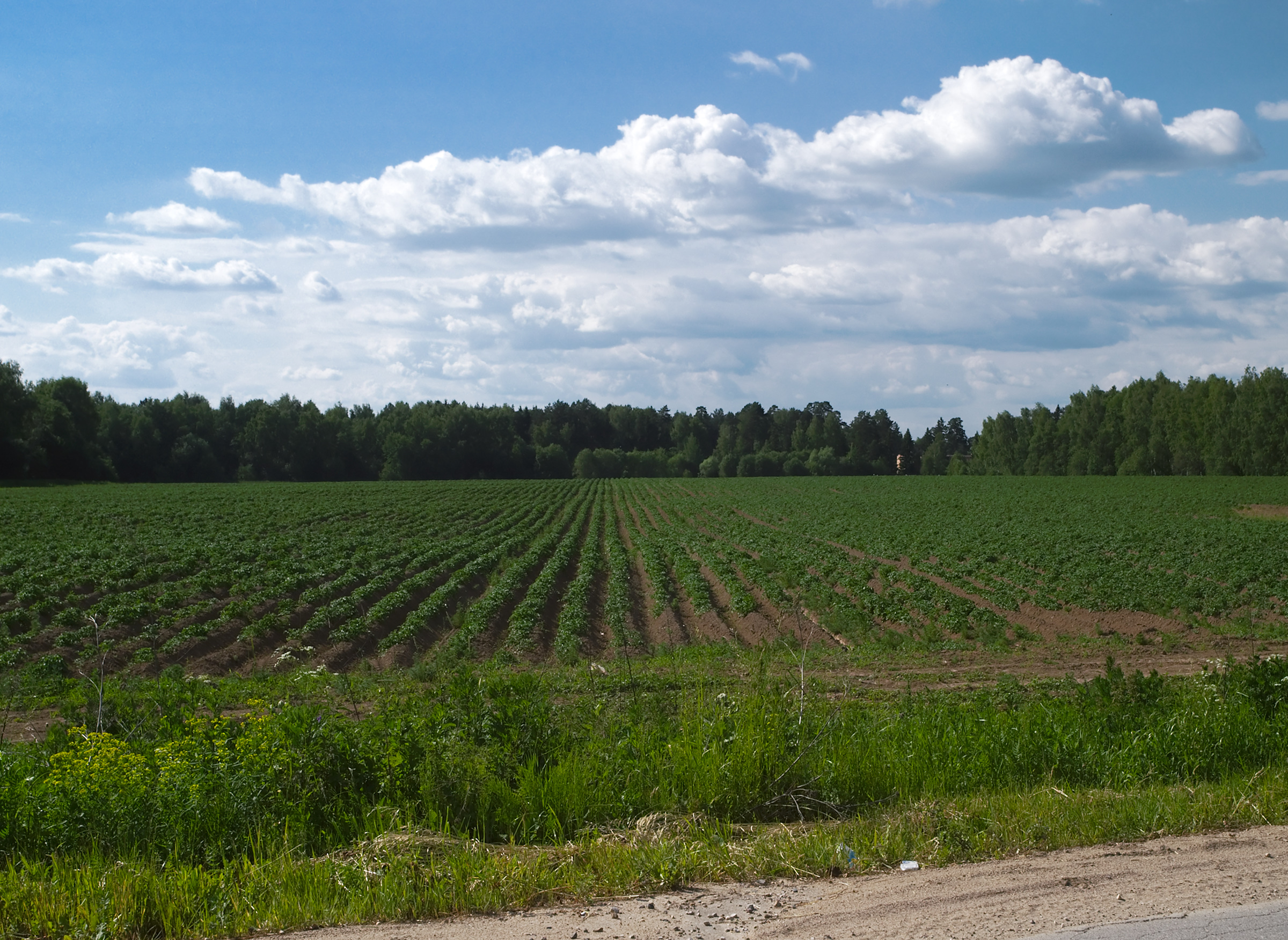 Karizha fields 06b