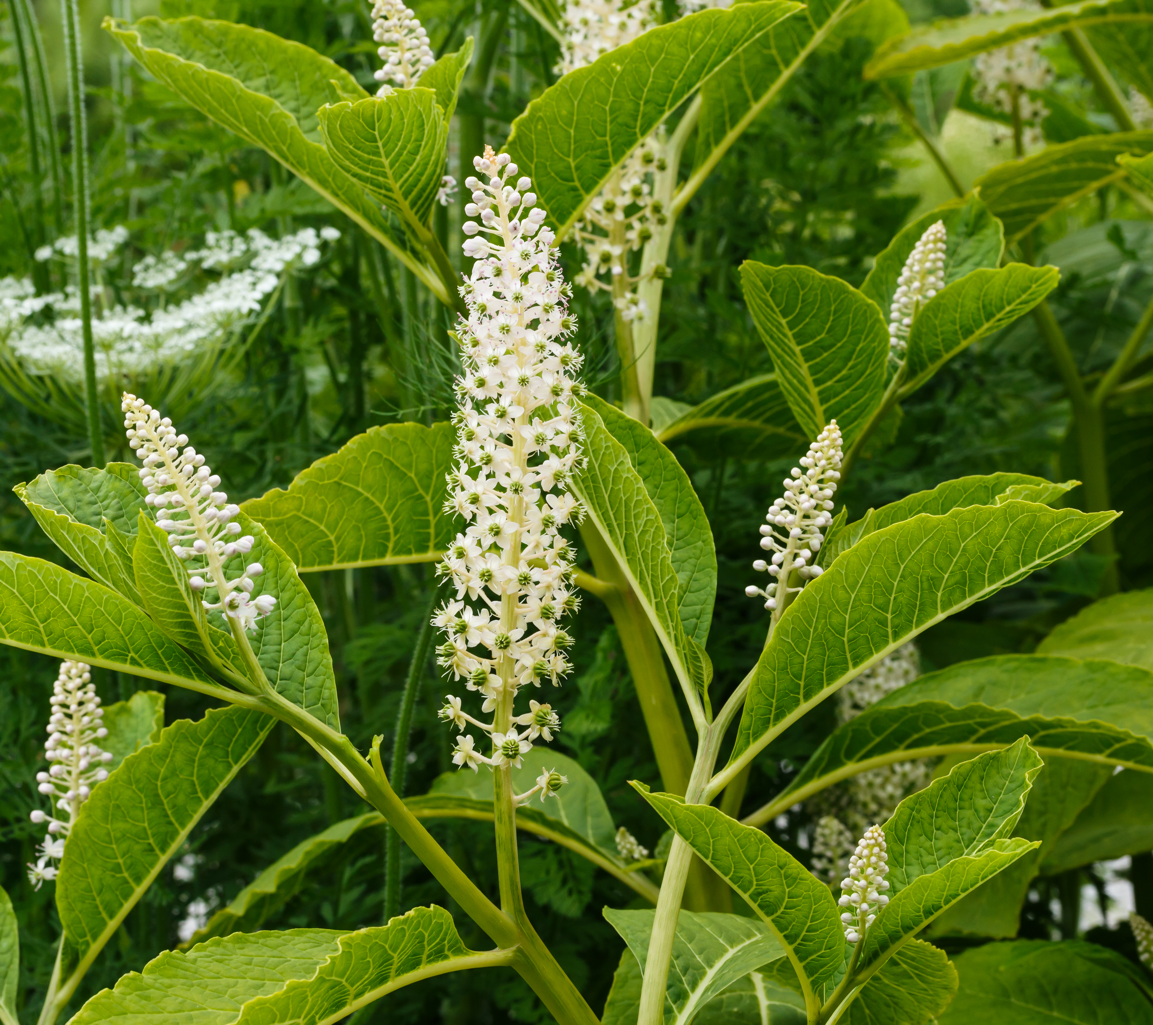 Karmozijnbes (Phytolacca esculenta). Locatie, De Kruidhof Buitenpost 02