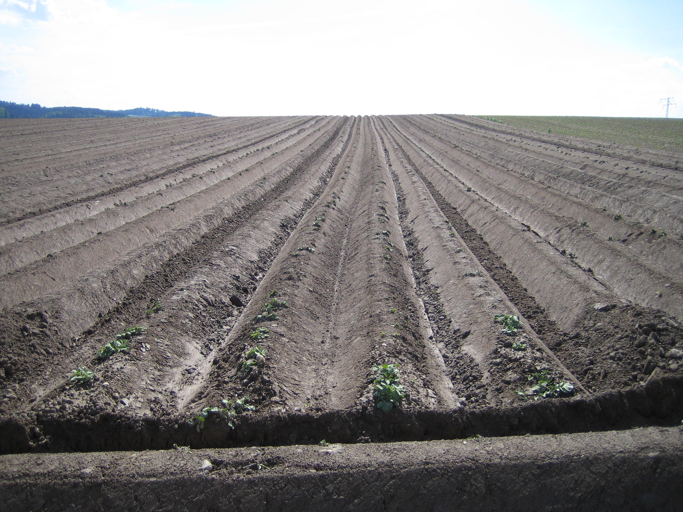 Kartoffeln Bodenbearbeitung003
