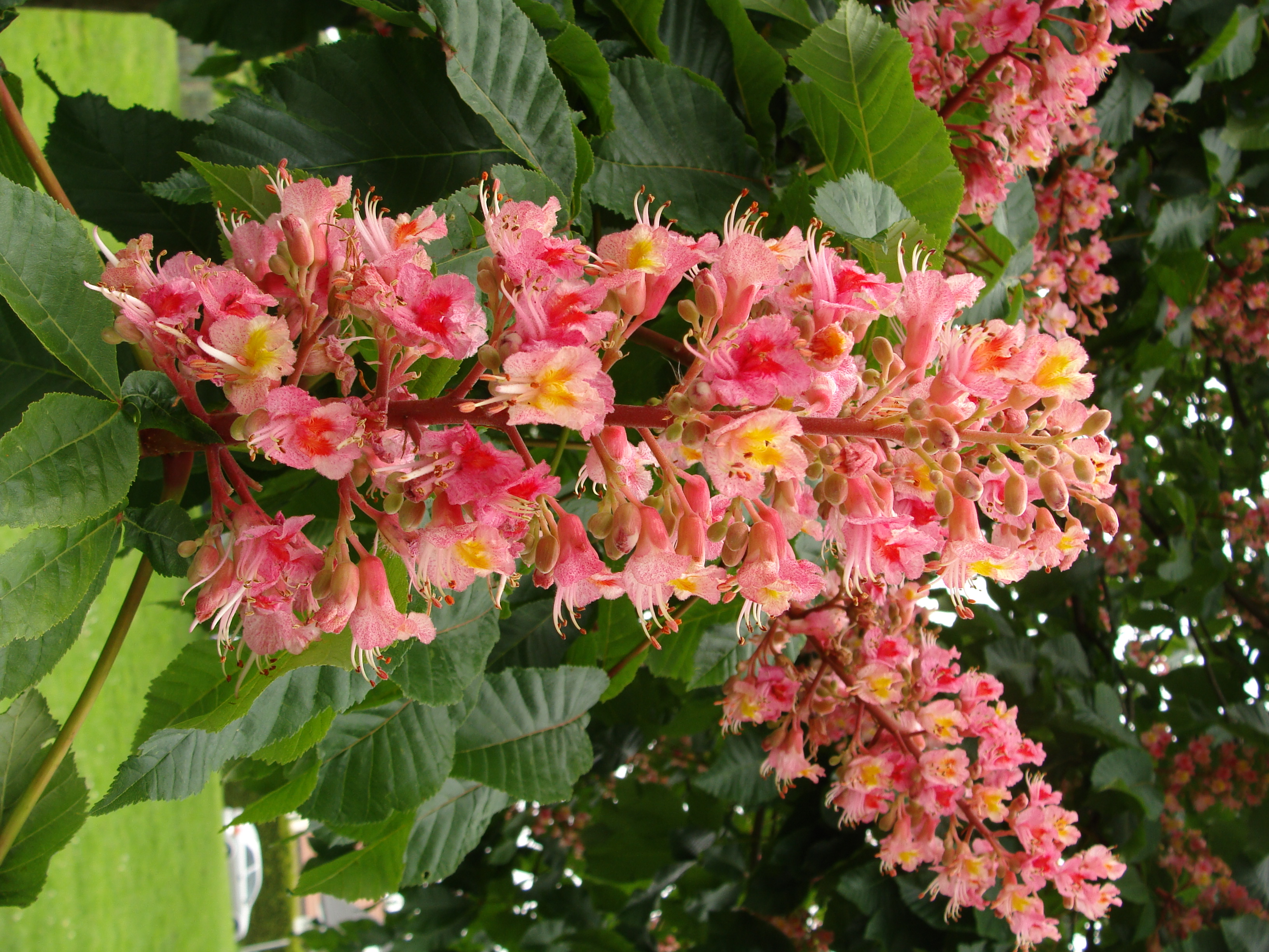 Kastanie Blüte2