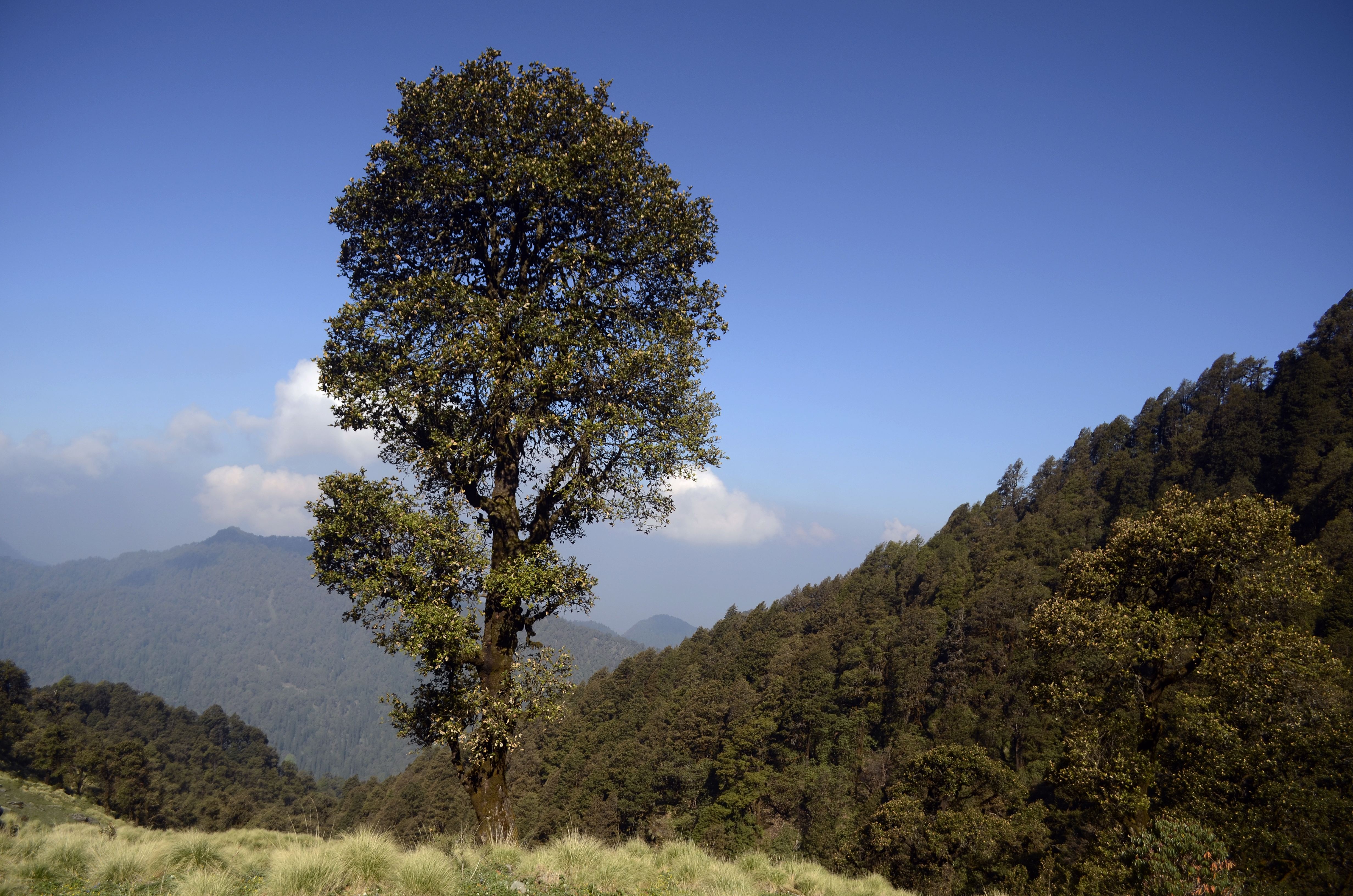 Kedarnath Wildlife Sanctuary JEG1698