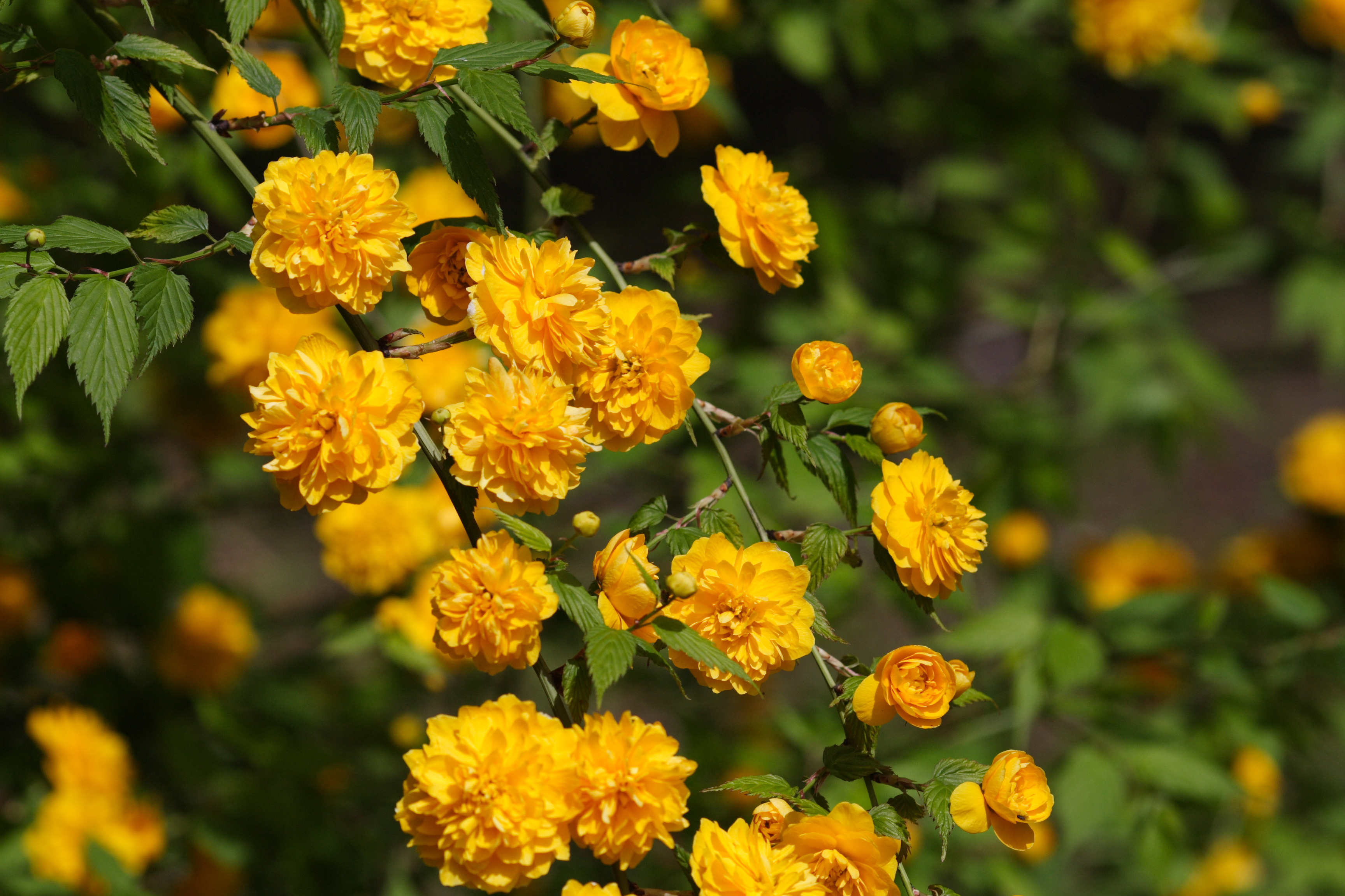 Kerria japonica 001 JPN