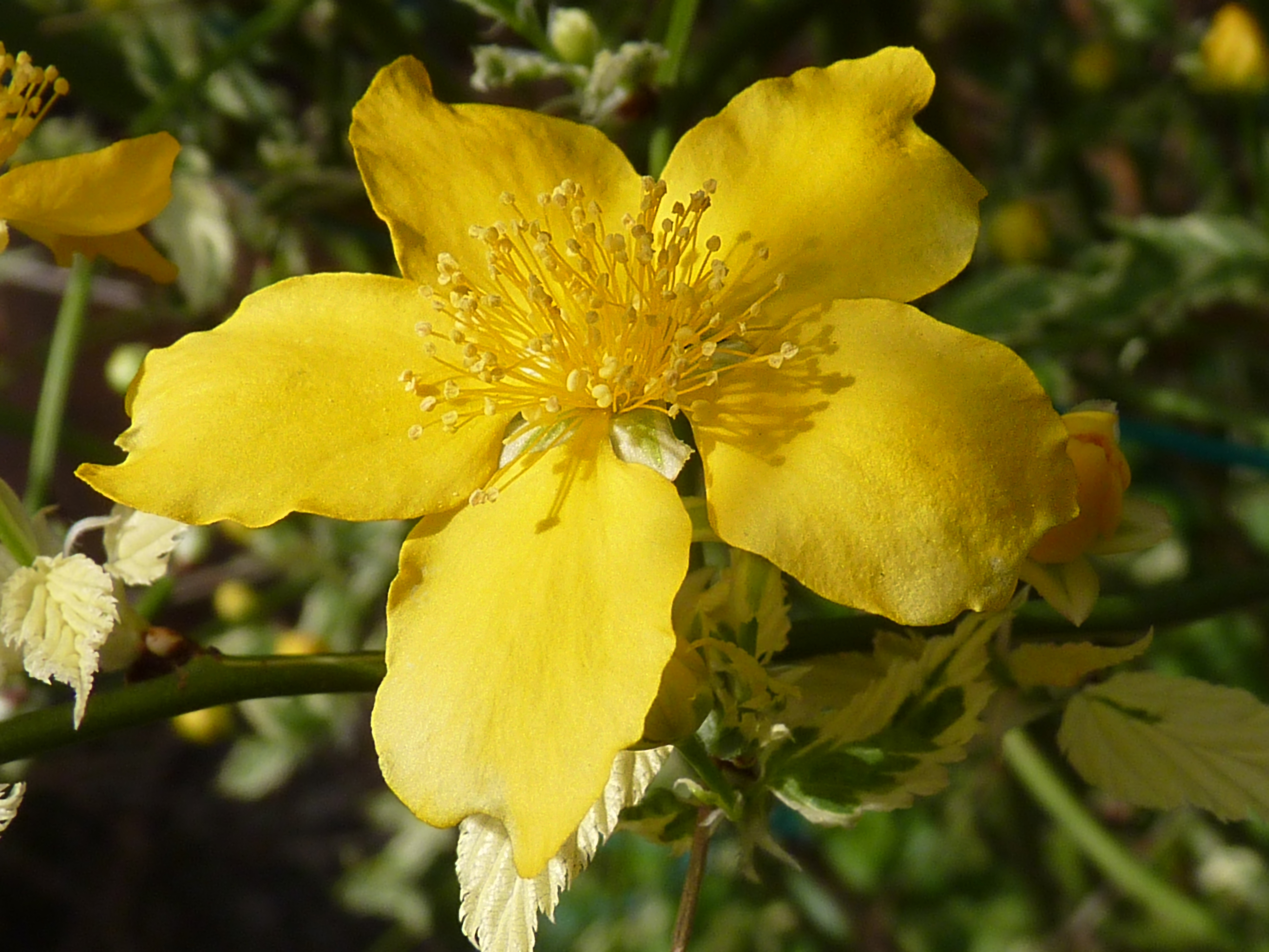 Kerria japonica 'Picta' J1
