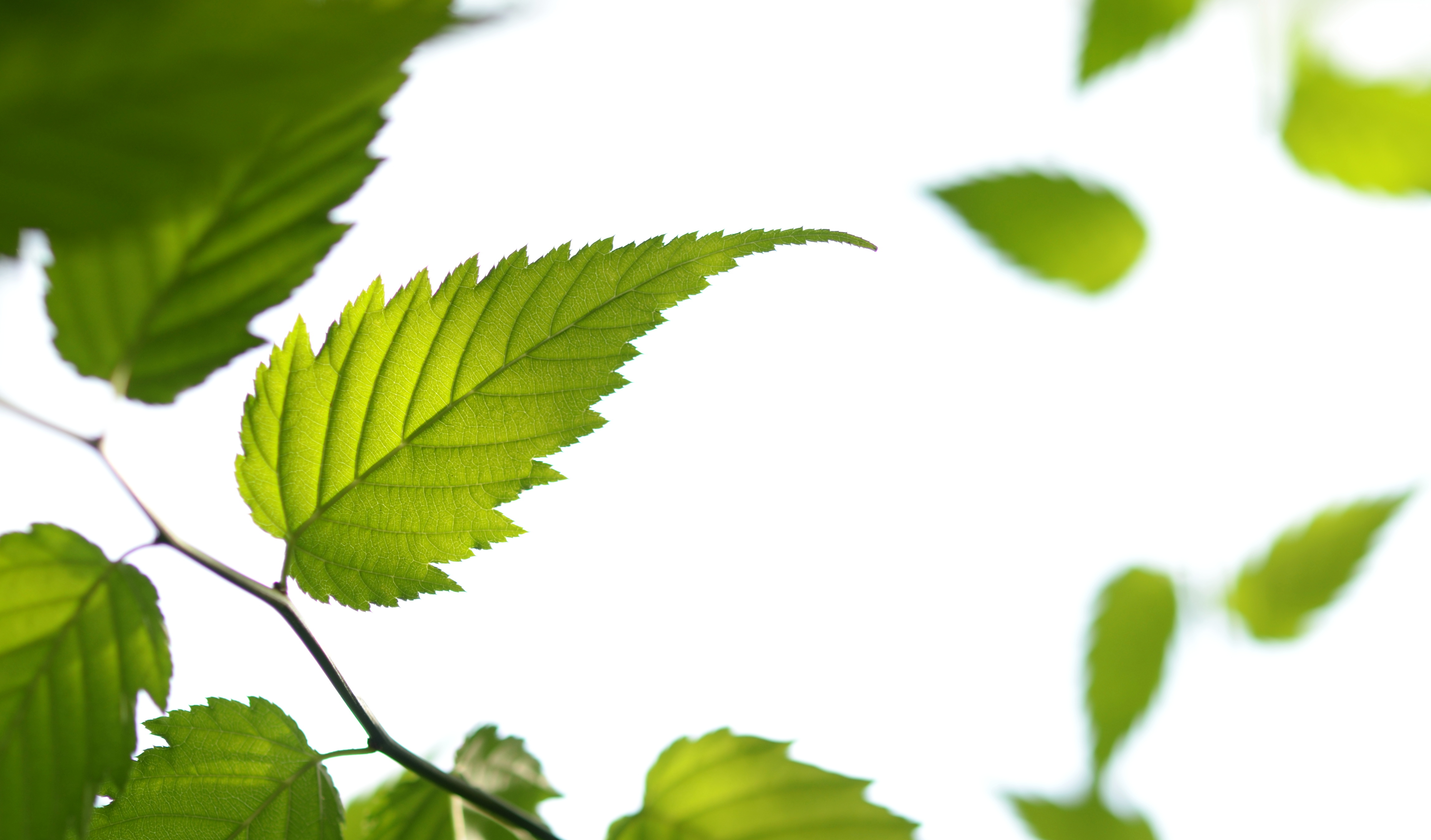 Kerria japonica leaf