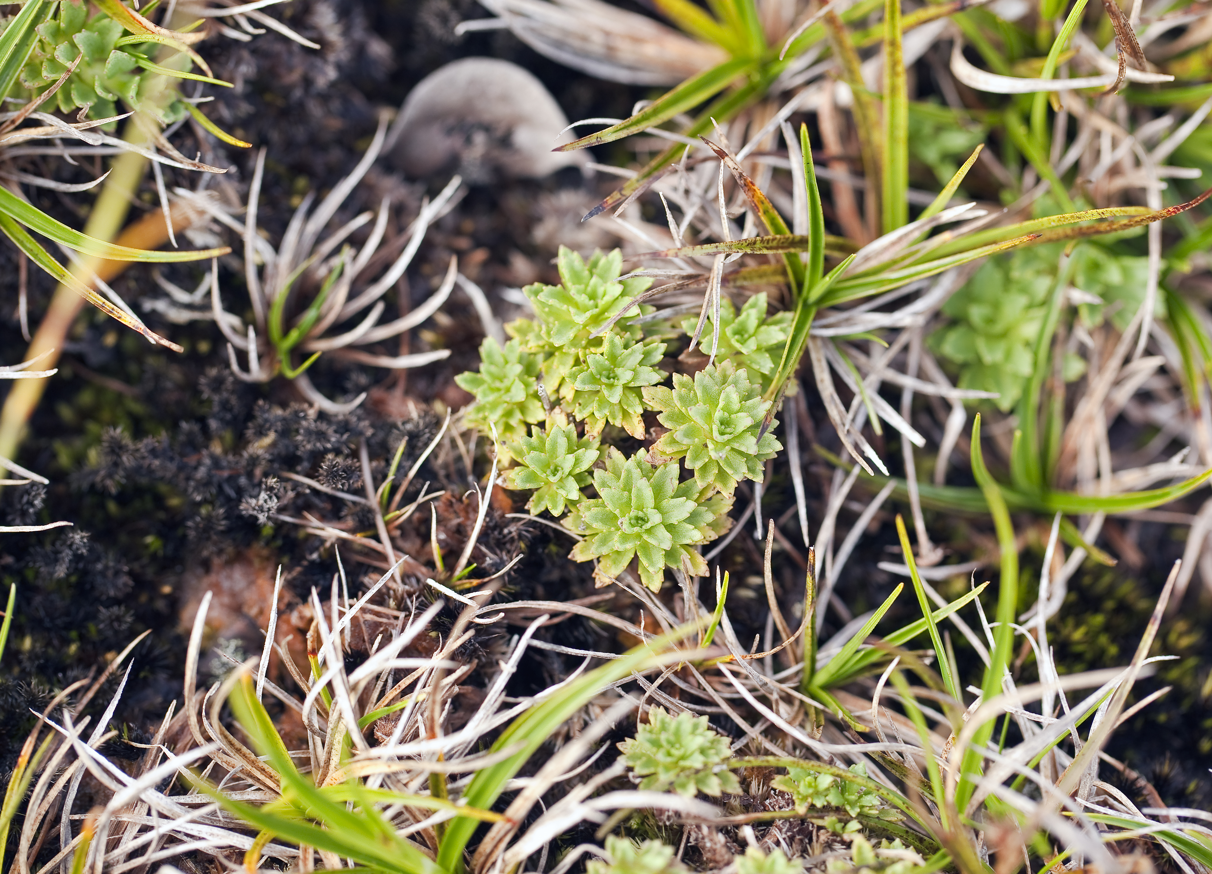 Keysseria erici (Alakai Swamp island-daisy) (7874139860)