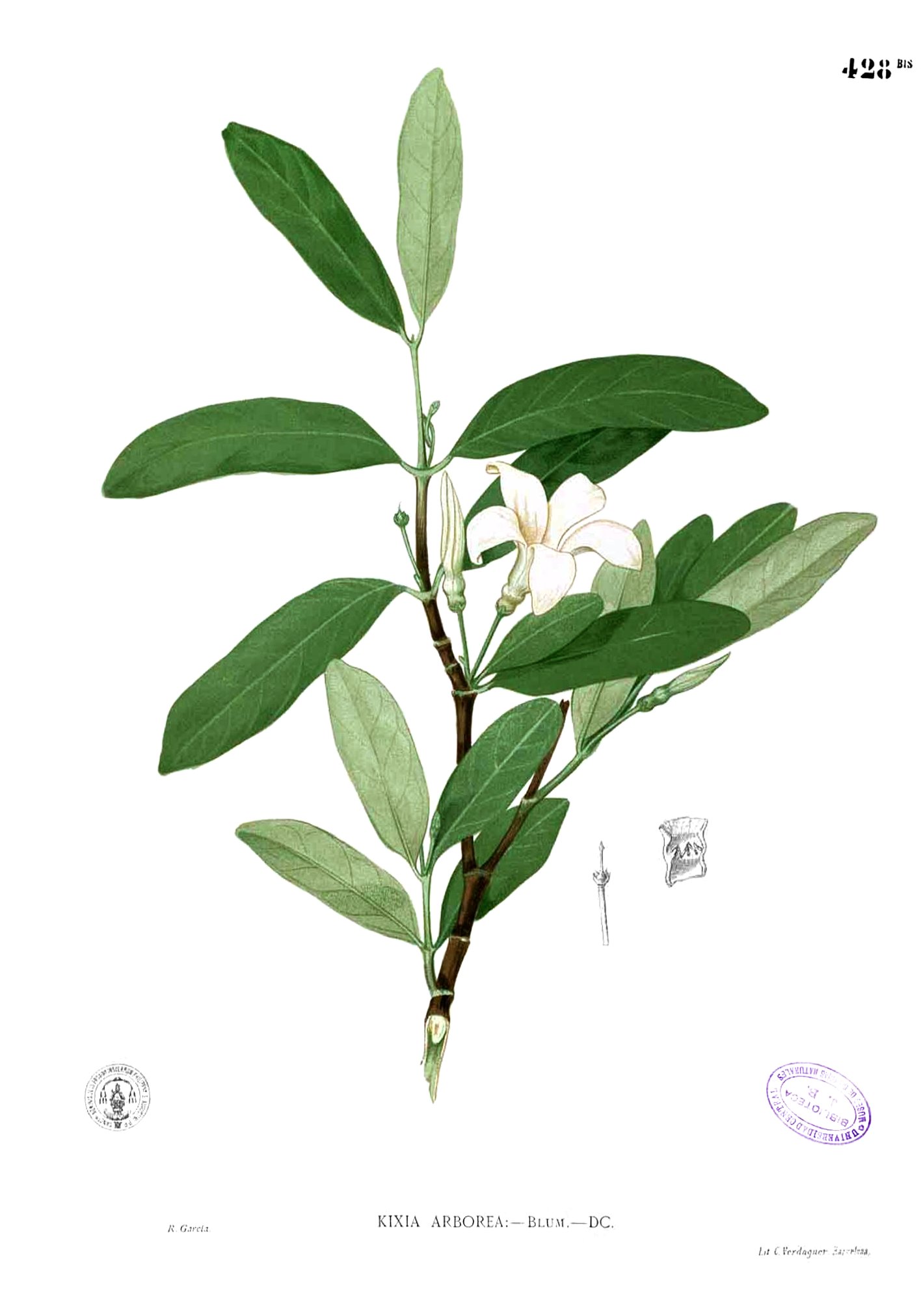Kibatalia blancoi Blanco2.428b