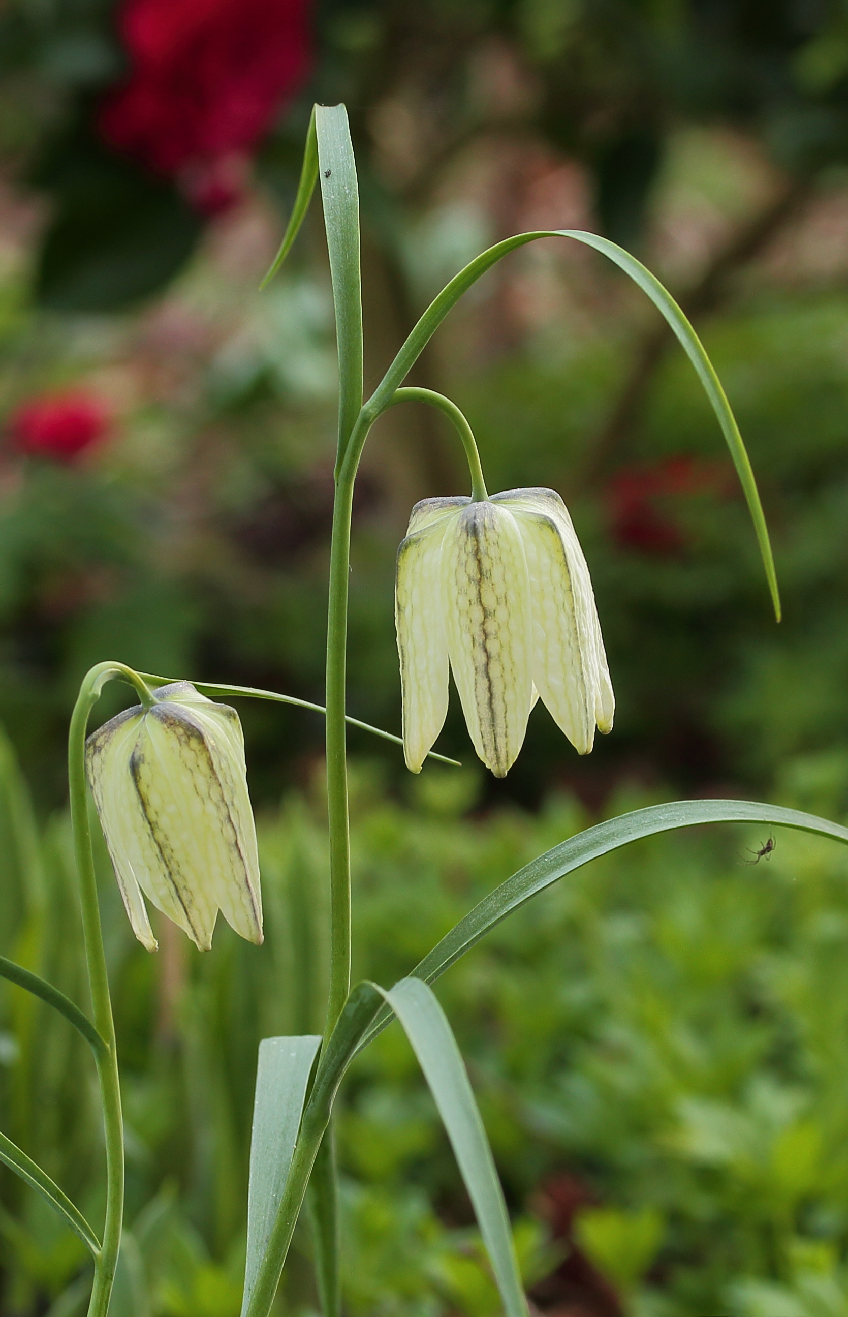 Kievitsbloem (Fritillaria meleagris)