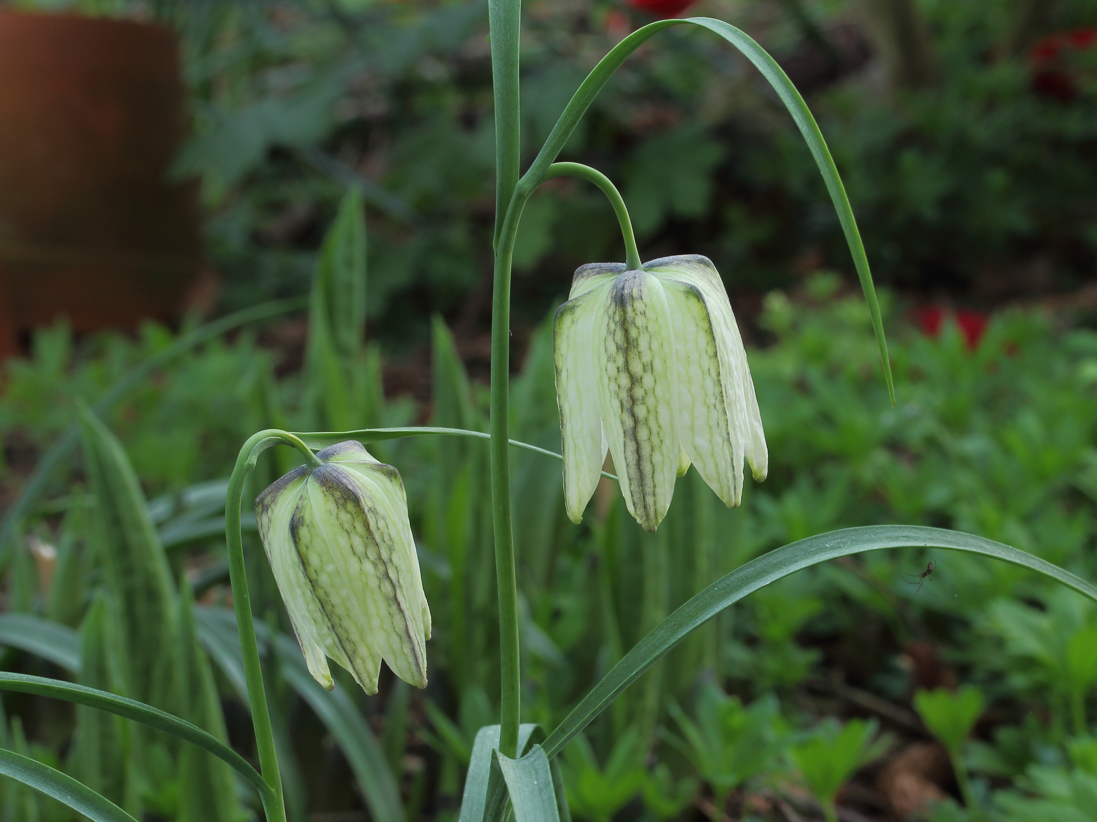 Kievitsbloem (Fritillaria meleagris) 03